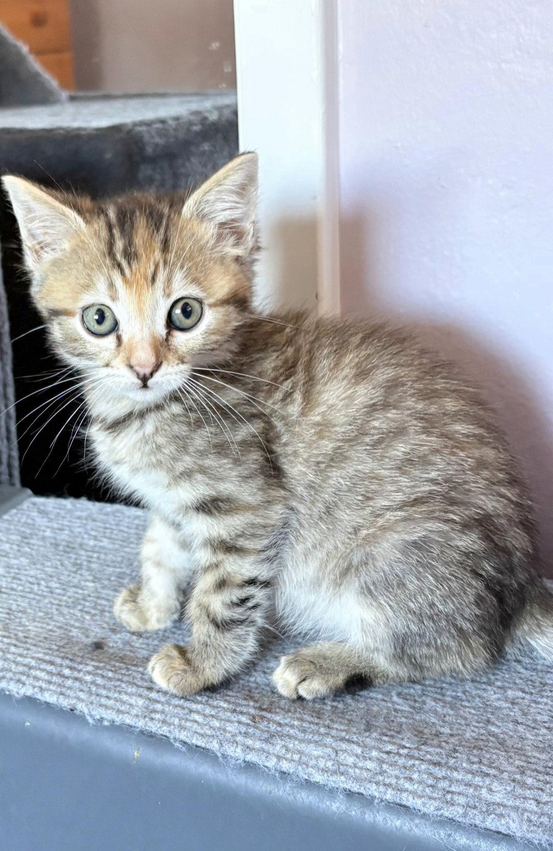 Enlarge Elora, a Adoptable mixed breed in Campbell, CA image 3/3