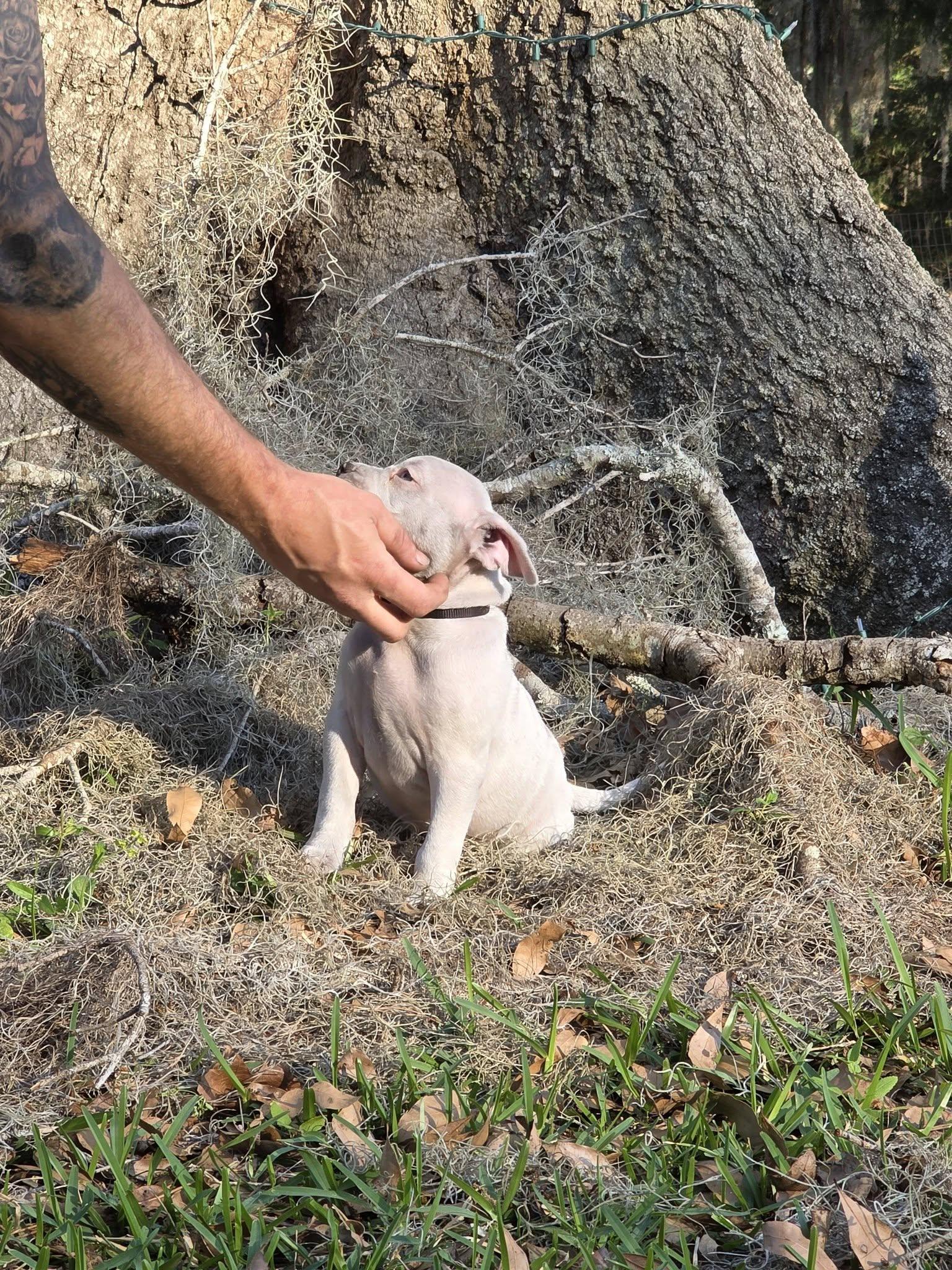 Enlarge Slug, an adopted mixed breed in Gainesville, FL image 2/4