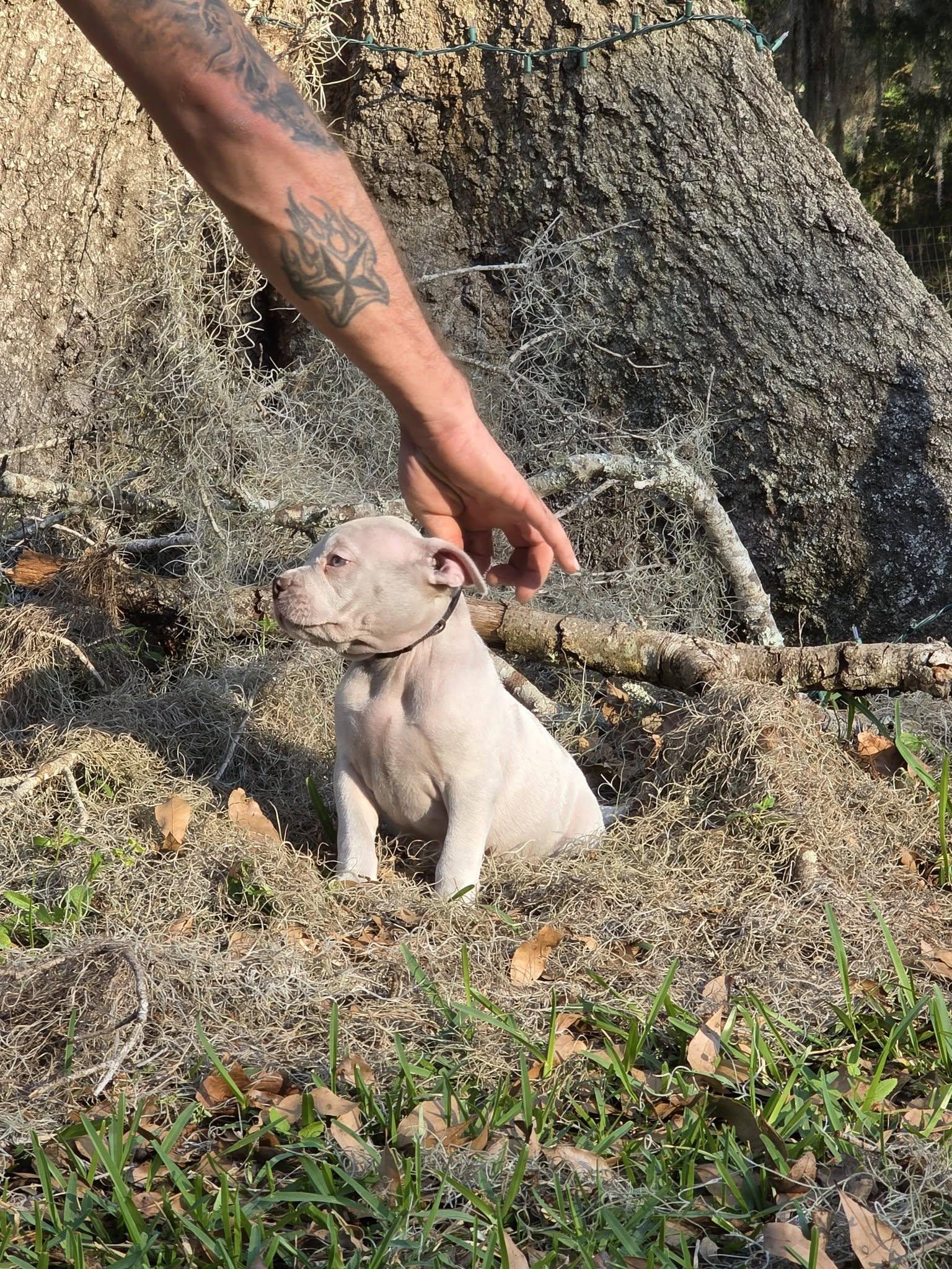 Enlarge Slug, an adopted mixed breed in Gainesville, FL image 4/4