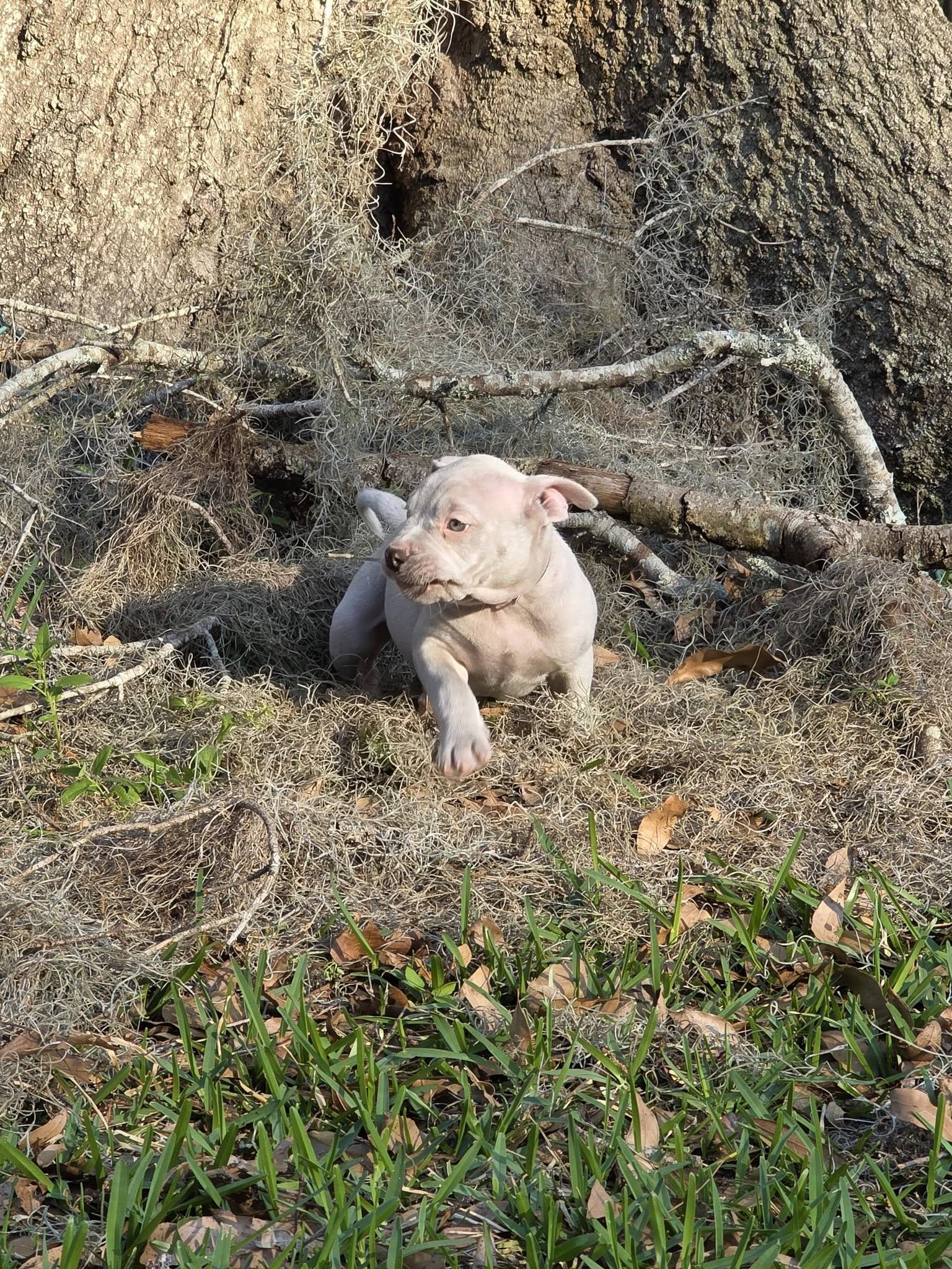 Enlarge Slug, an adopted mixed breed in Gainesville, FL image 3/4