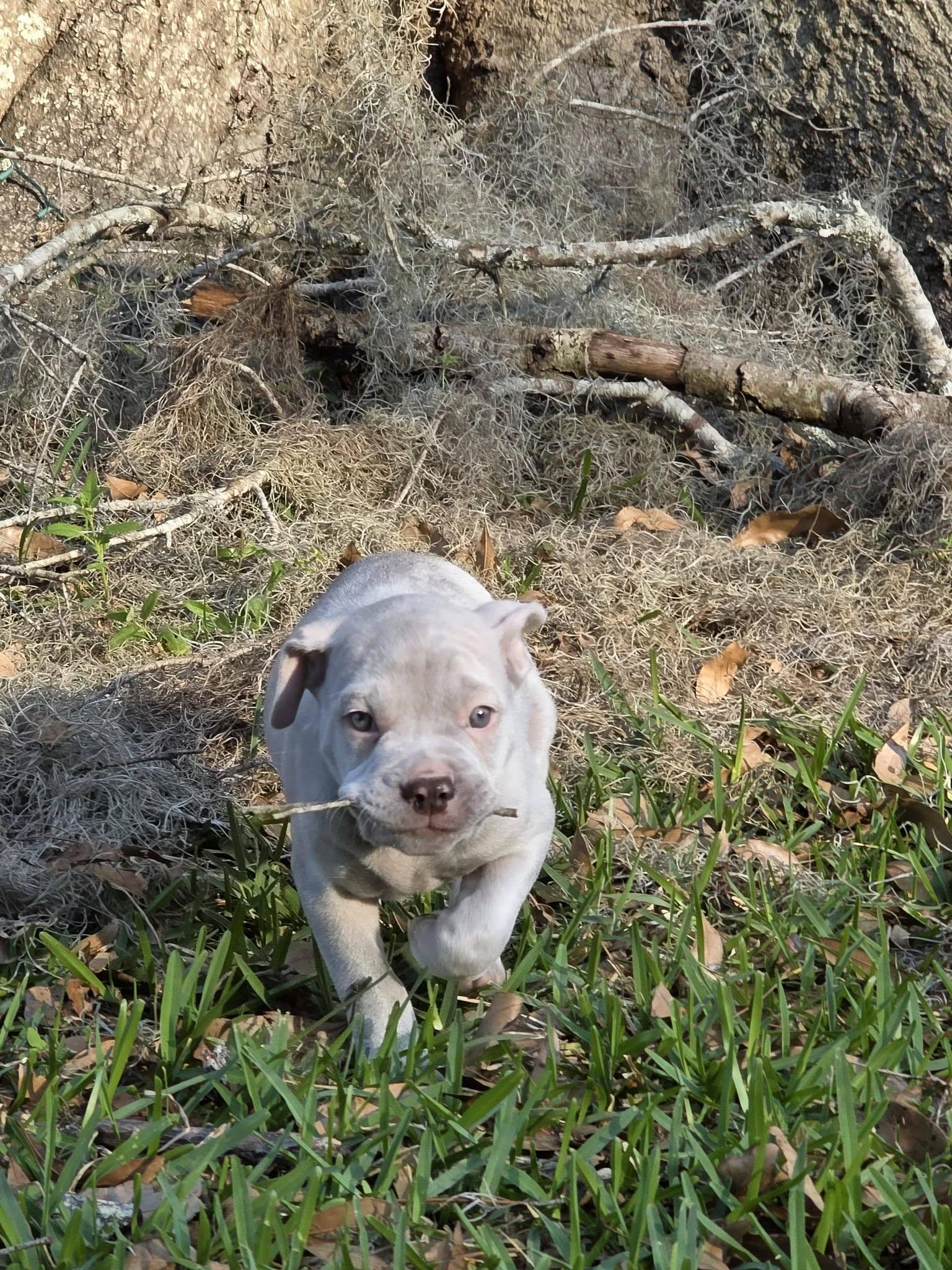 Slug, adopted, Puppy Male American Bully.