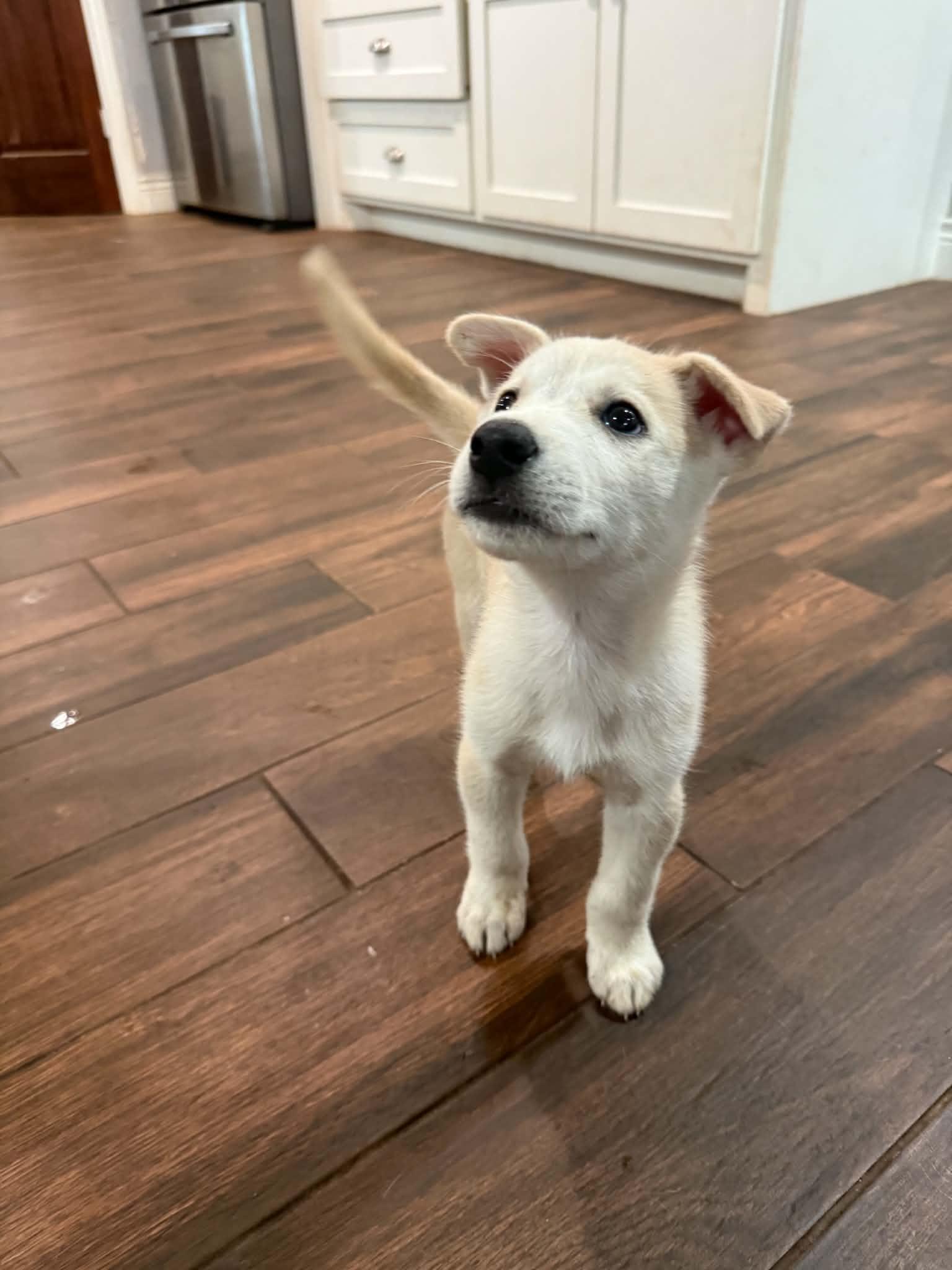 Brutus McCuddle Bug, a Adoptable mixed breed in Falls Church, VA image 2/5