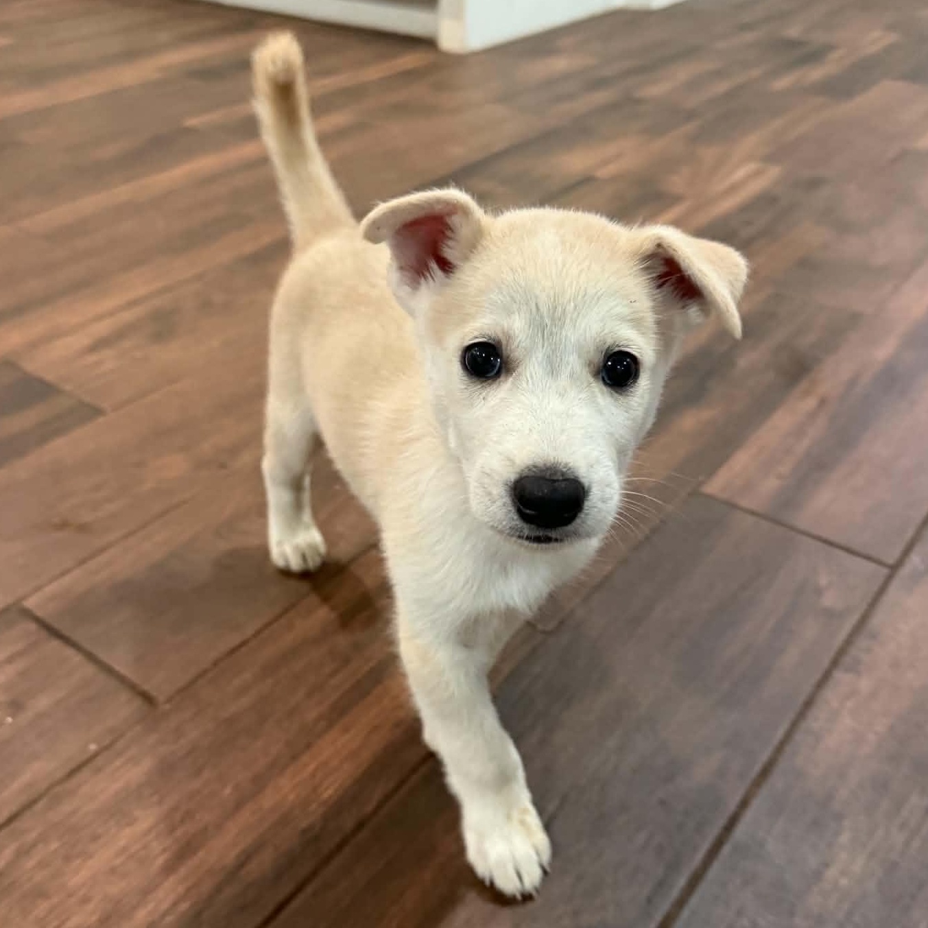 Brutus McCuddle Bug, a Adoptable mixed breed in Falls Church, VA image 1/5