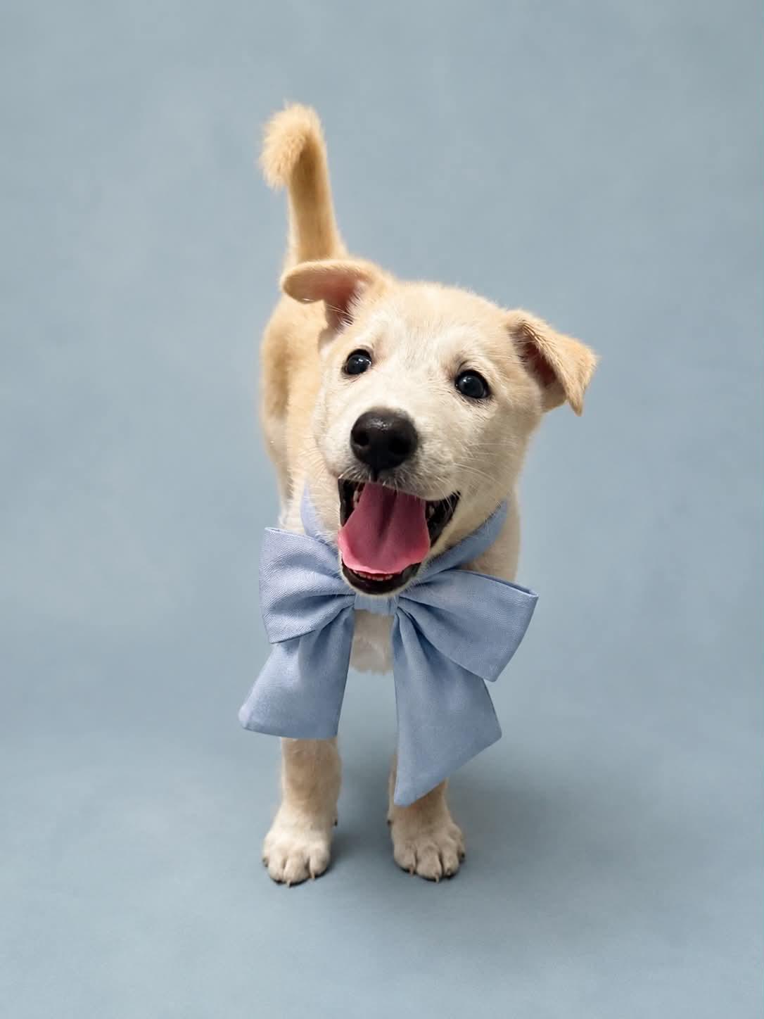 Brutus McCuddle Bug, a Adoptable mixed breed in Falls Church, VA image 3/5
