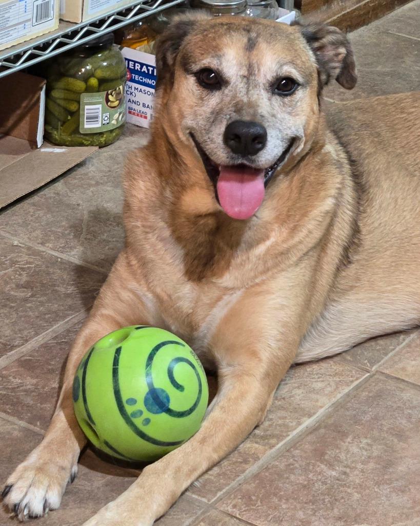 Enlarge Kane, a Adoptable mixed breed in Spring, TX image 1/6