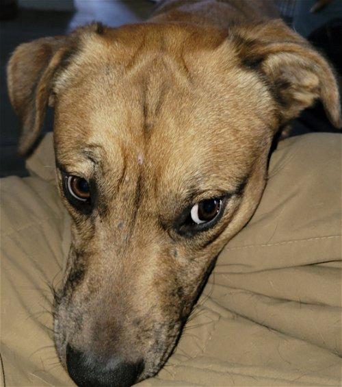 Enlarge Kane, a Adoptable mixed breed in Spring, TX image 3/6