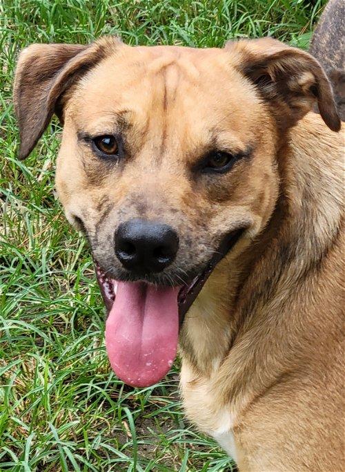 Enlarge Kane, a Adoptable mixed breed in Spring, TX image 6/6
