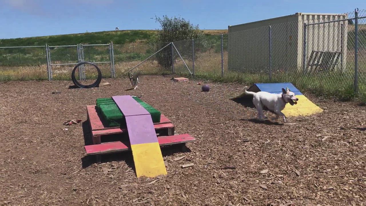 Enlarge Barney, a Adopted mixed breed in Mckinleyville, CA video 1/5