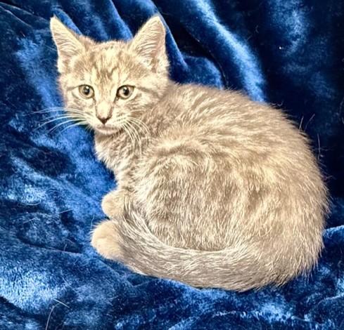 Enlarge Paige, a Adoptable Domestic Short Hair in Miller Beach, IN image 1/1