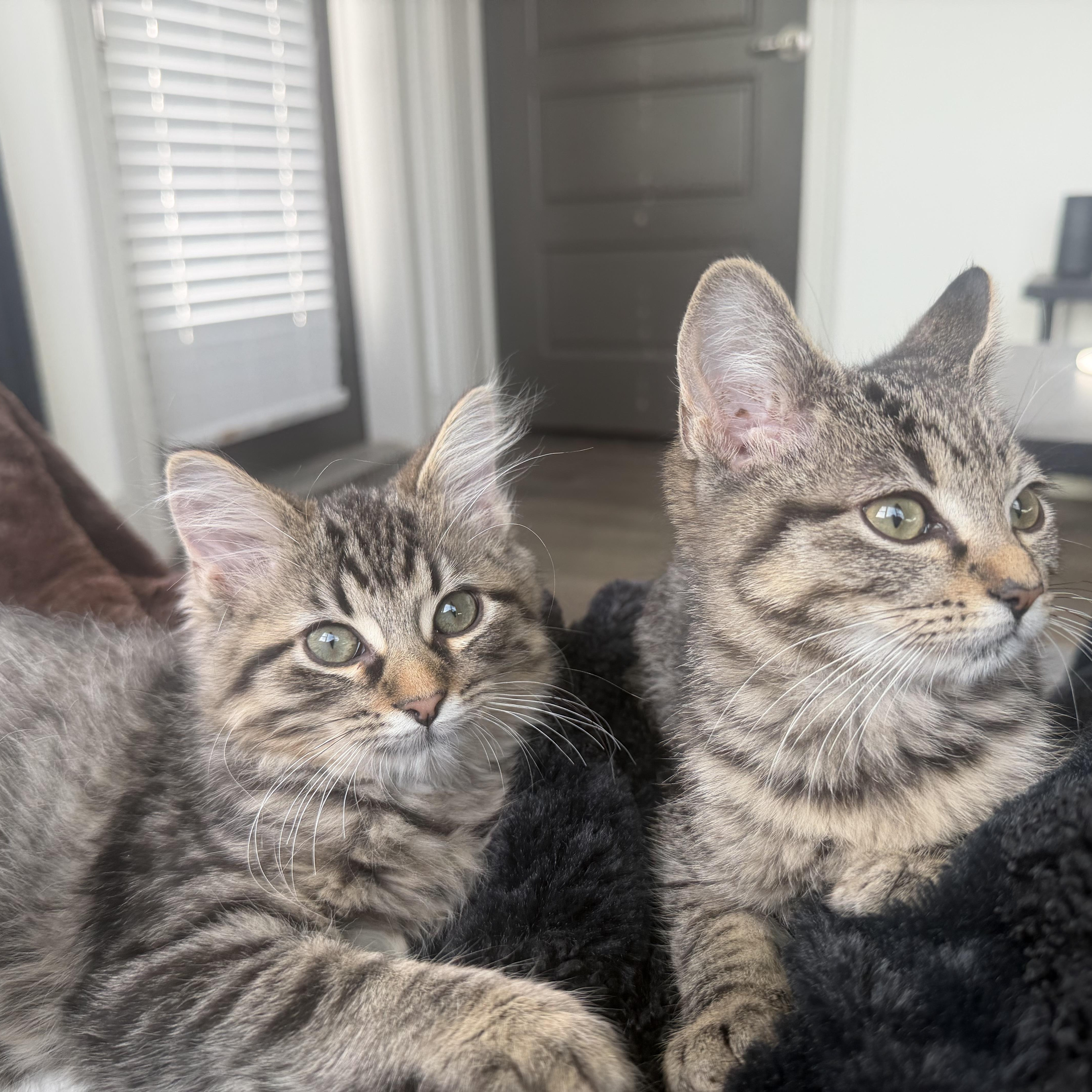 Enlarge Flea & Shadow, a ADOPTABLE mixed breed in Pottsboro, TX image 2/6