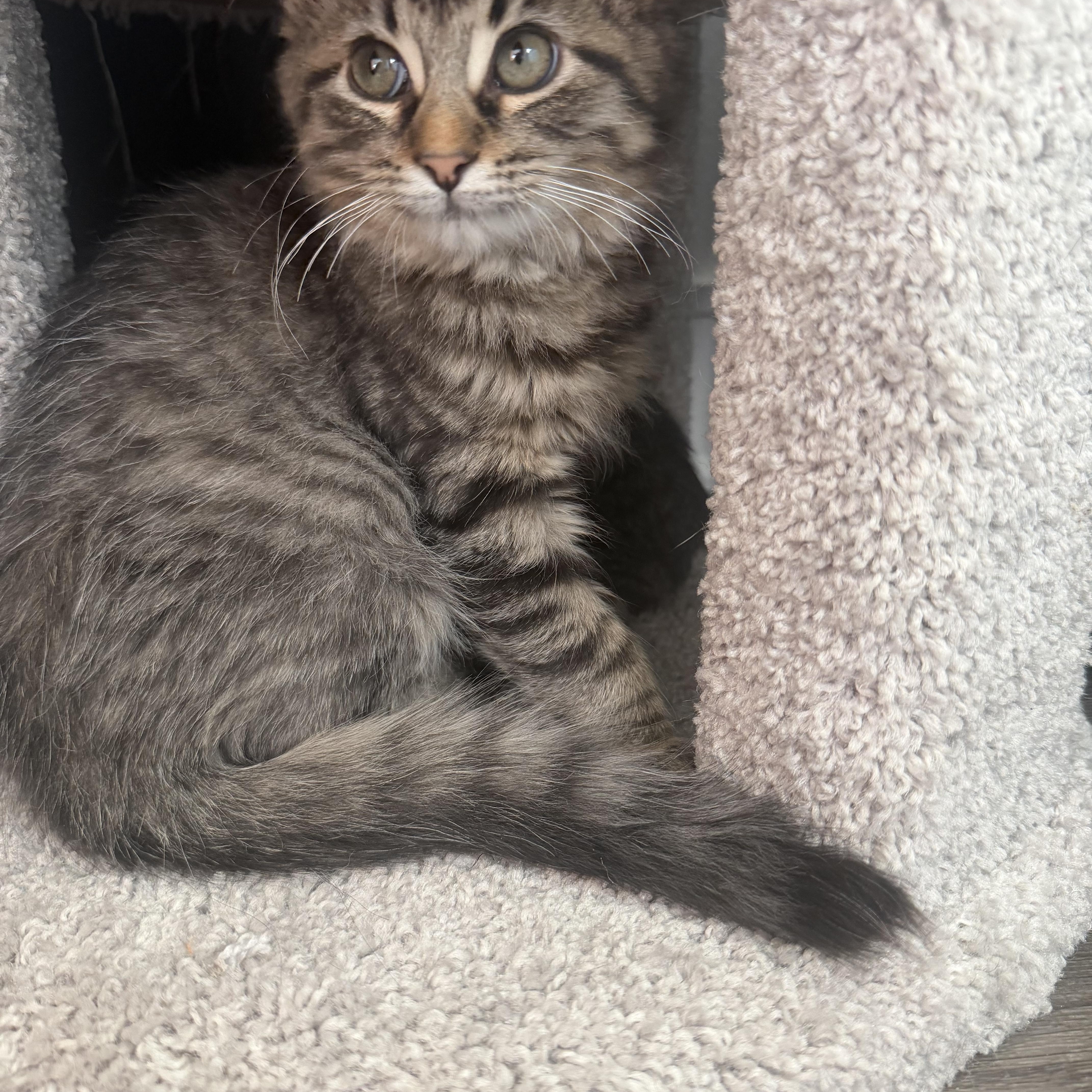 Enlarge Flea & Shadow, a ADOPTABLE mixed breed in Pottsboro, TX image 6/6