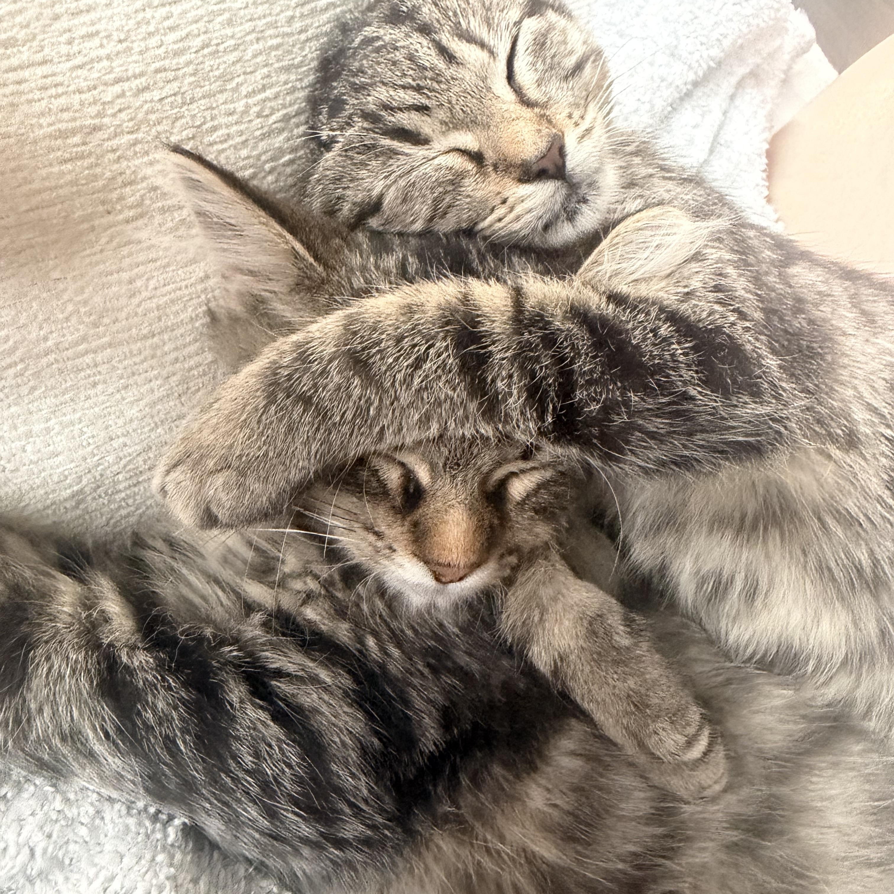 Enlarge Flea & Shadow, a ADOPTABLE mixed breed in Pottsboro, TX image 1/6