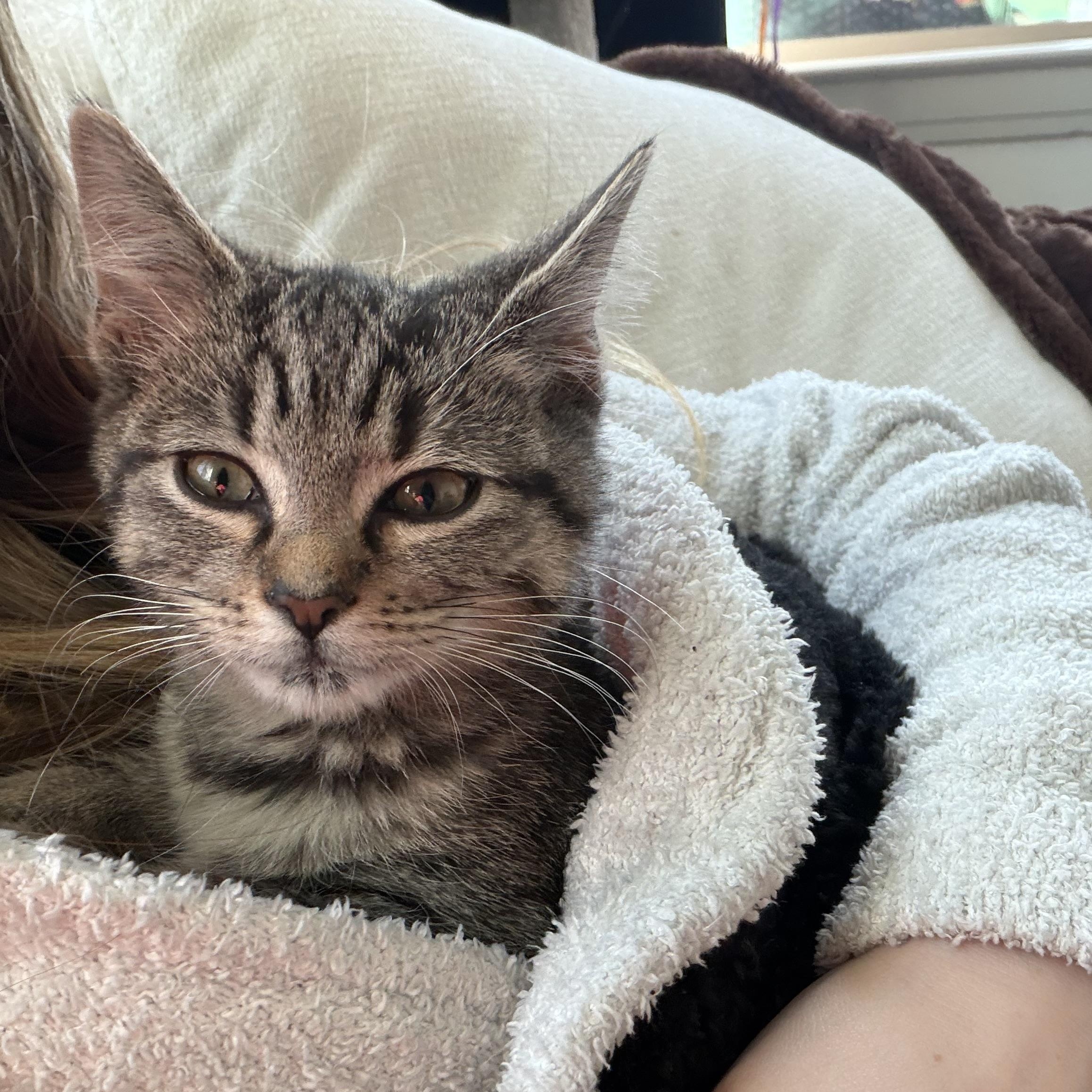 Enlarge Flea & Shadow, a ADOPTABLE mixed breed in Pottsboro, TX image 5/6