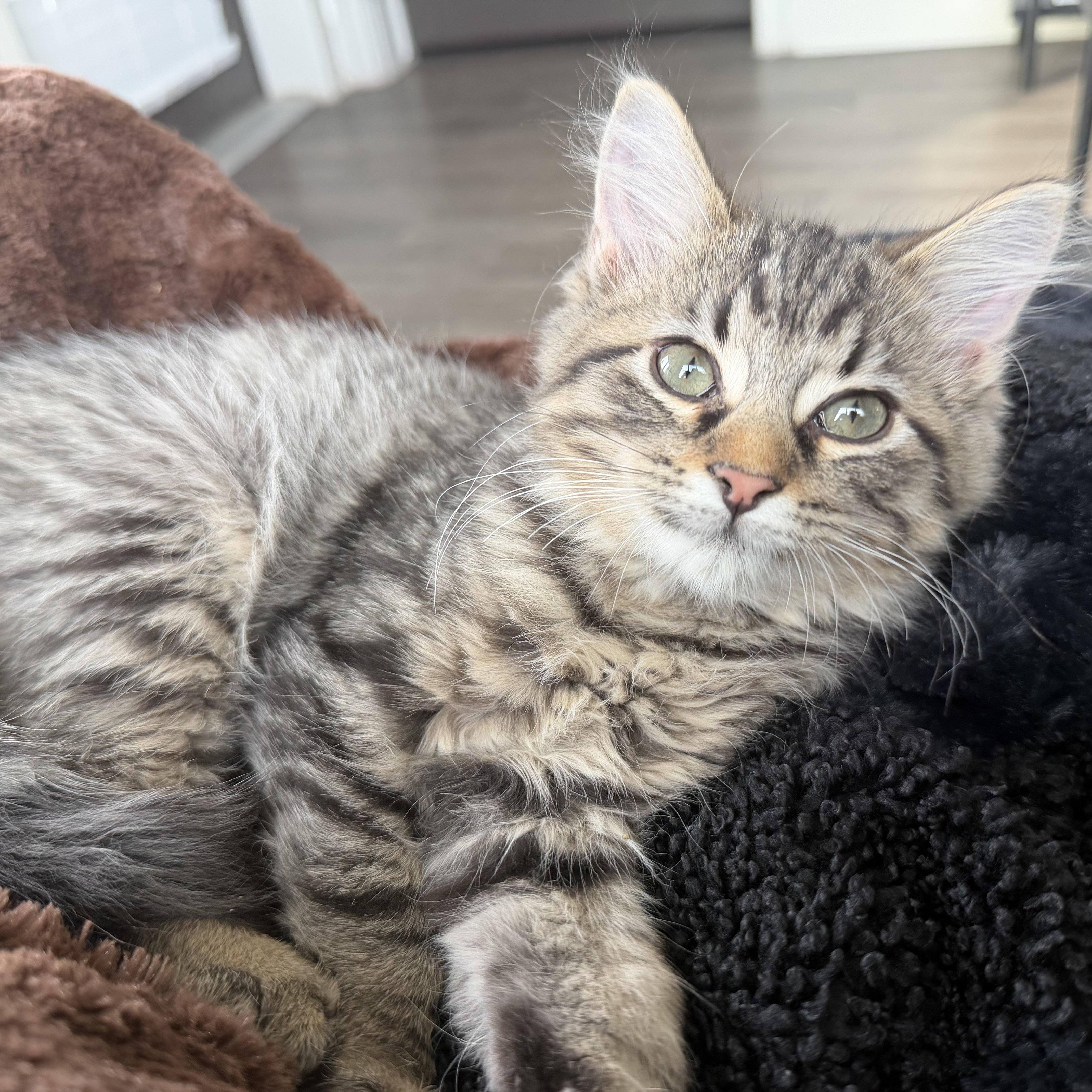 Enlarge Flea & Shadow, a ADOPTABLE mixed breed in Pottsboro, TX image 4/6