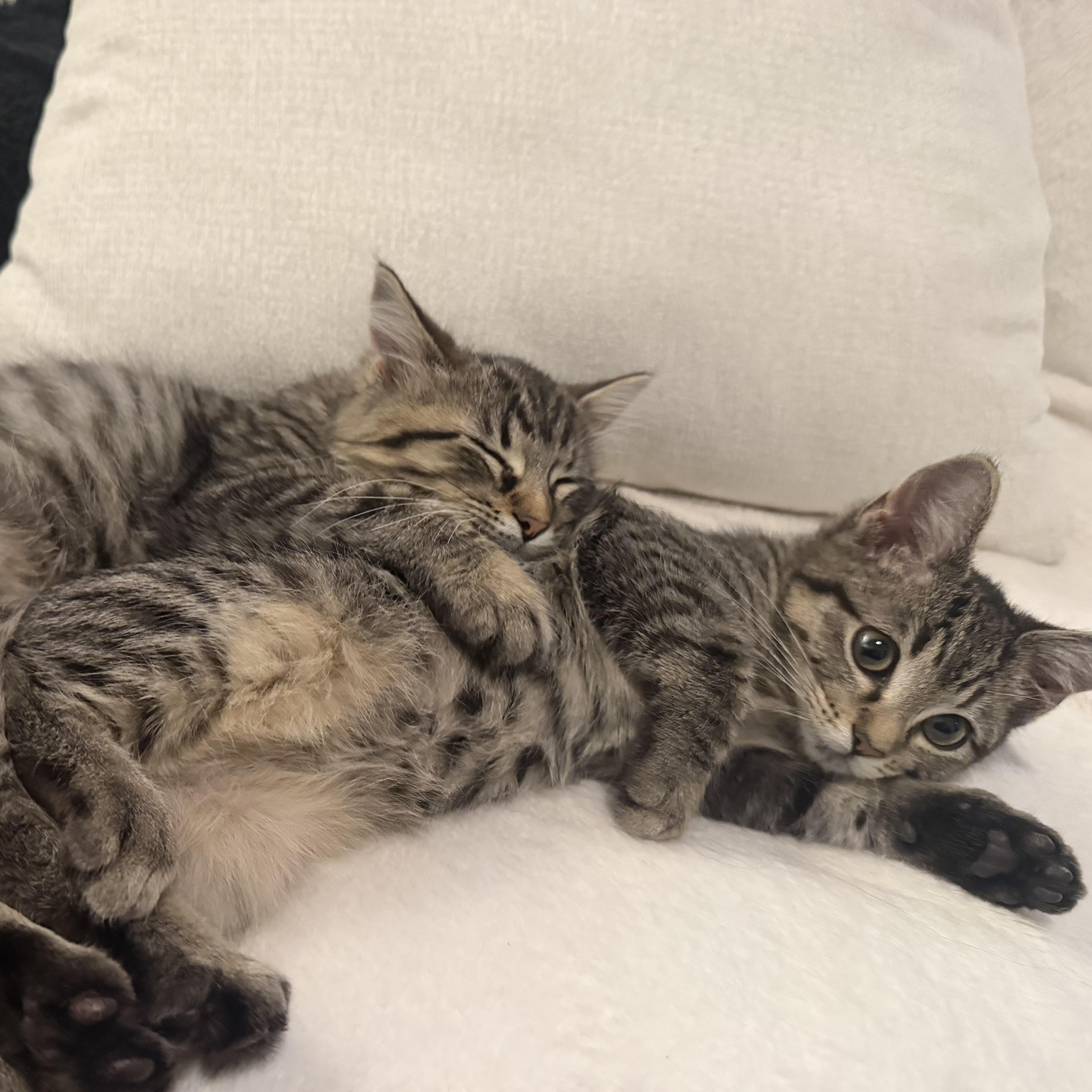 Enlarge Flea & Shadow, a ADOPTABLE mixed breed in Pottsboro, TX image 3/6