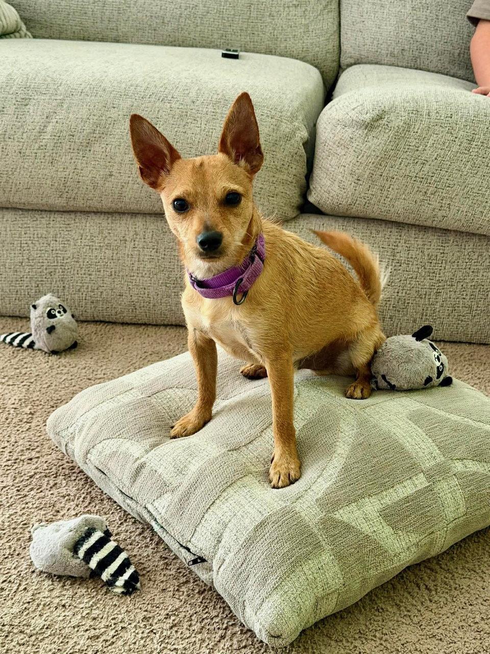 Enlarge Gadget, a Adoptable mixed breed in GILBERTS, IL image 2/3