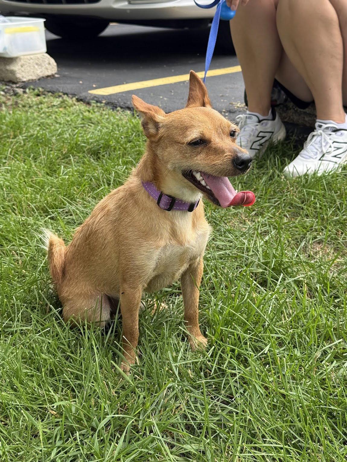 Enlarge Gadget, a Adoptable mixed breed in GILBERTS, IL image 3/3