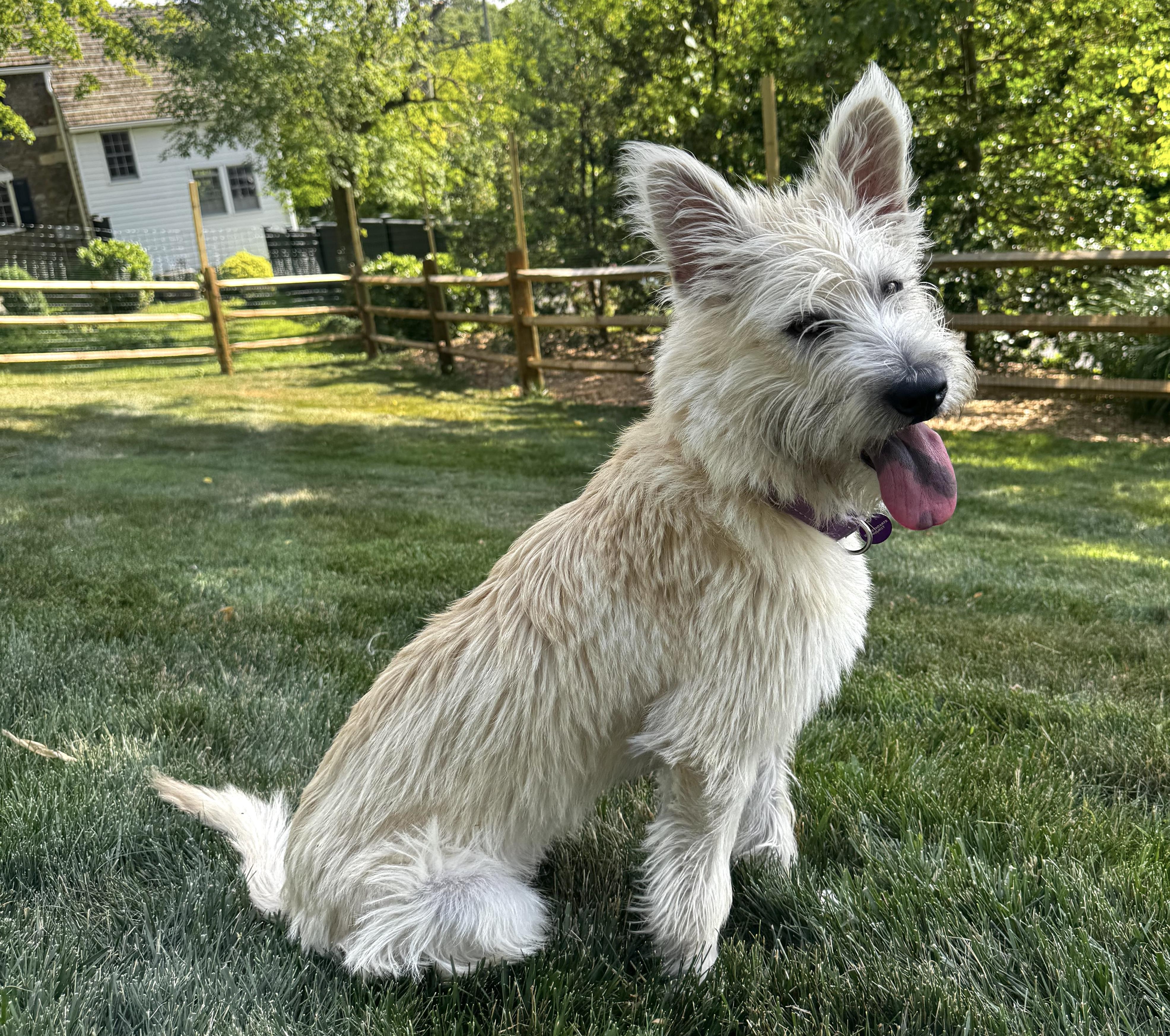 Fergie, adopted, Young Female Cairn Terrier.