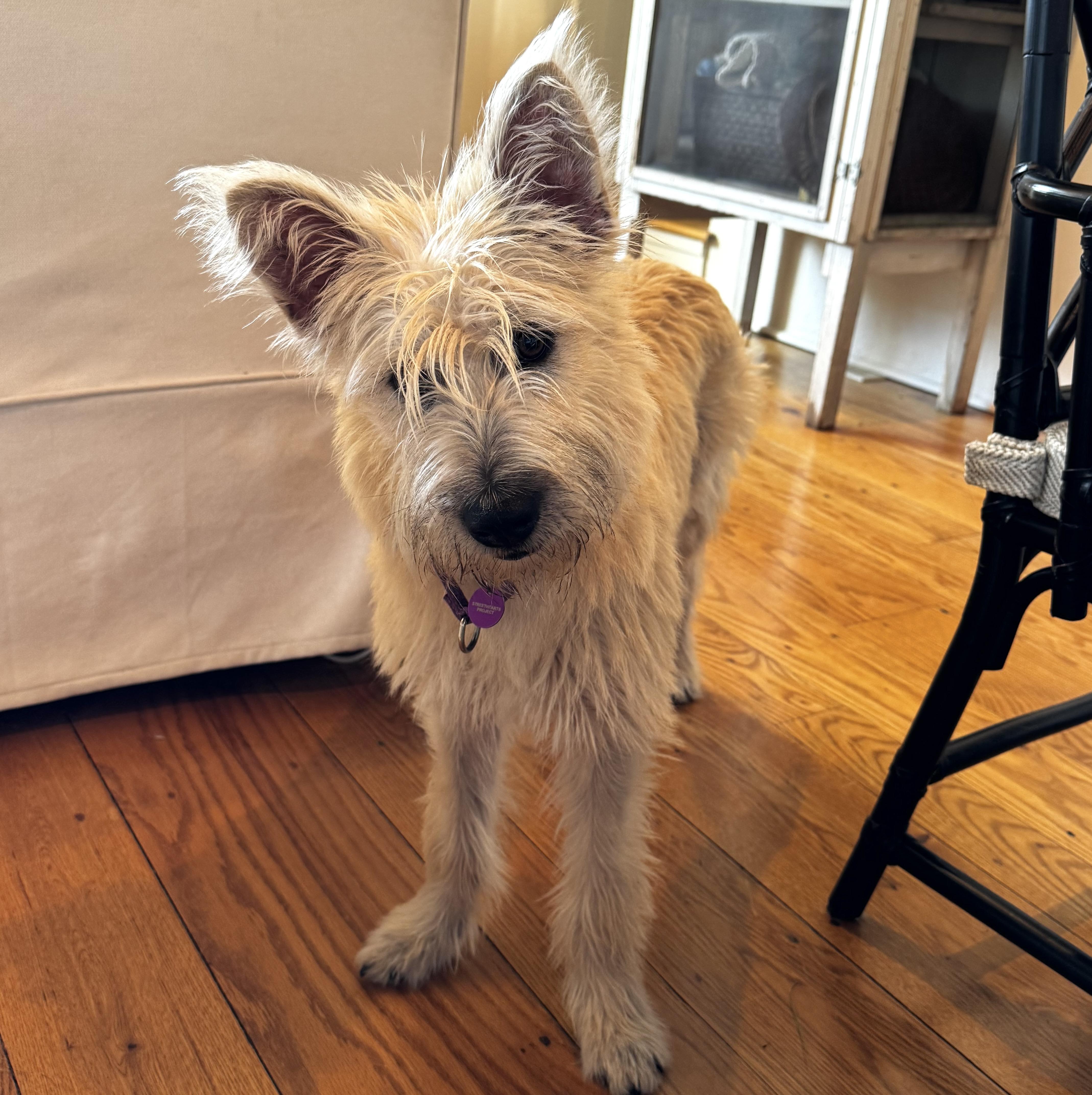 Enlarge Fergie, an adopted mixed breed in Brooklyn, NY image 4/5