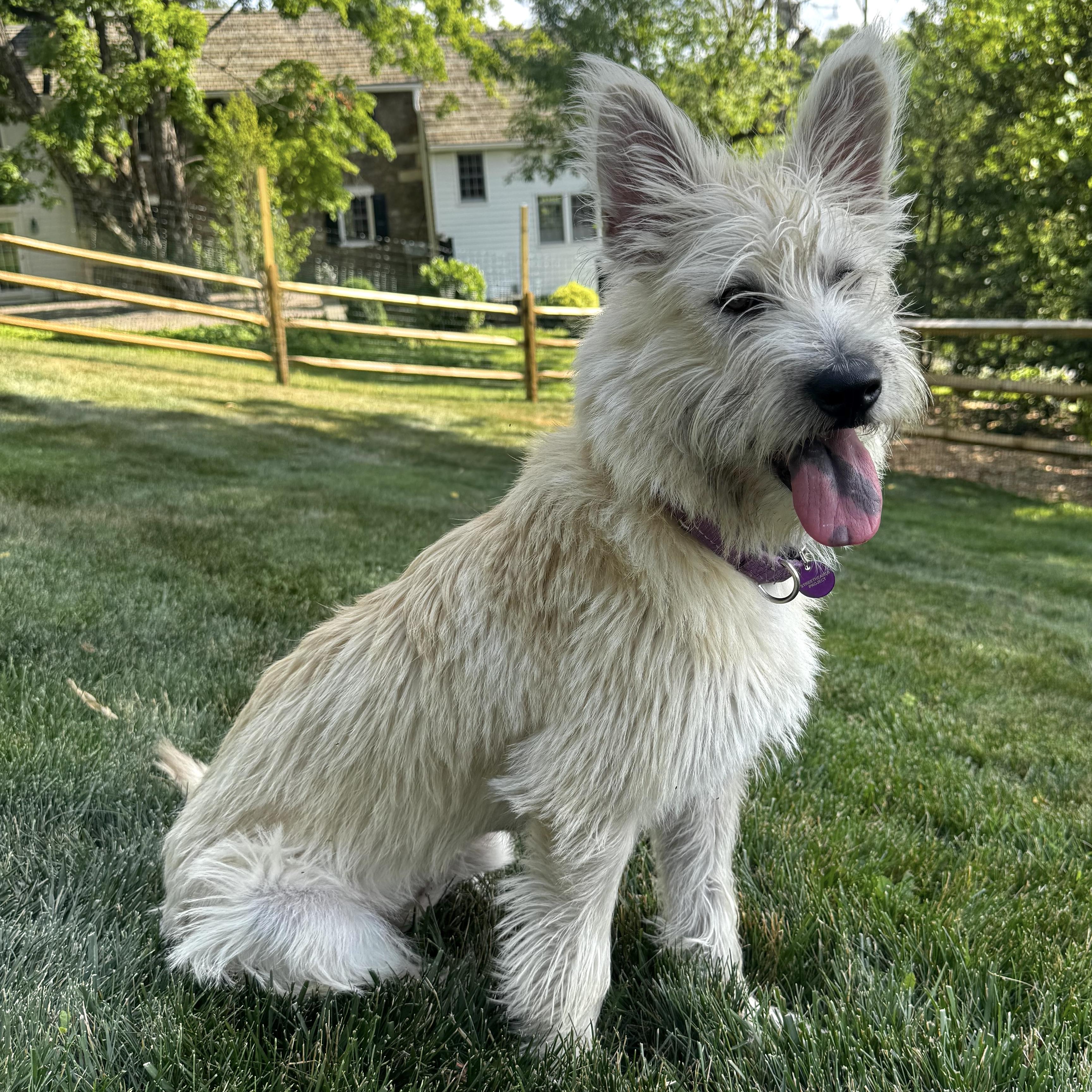 Enlarge Fergie, an adopted mixed breed in Brooklyn, NY image 5/5