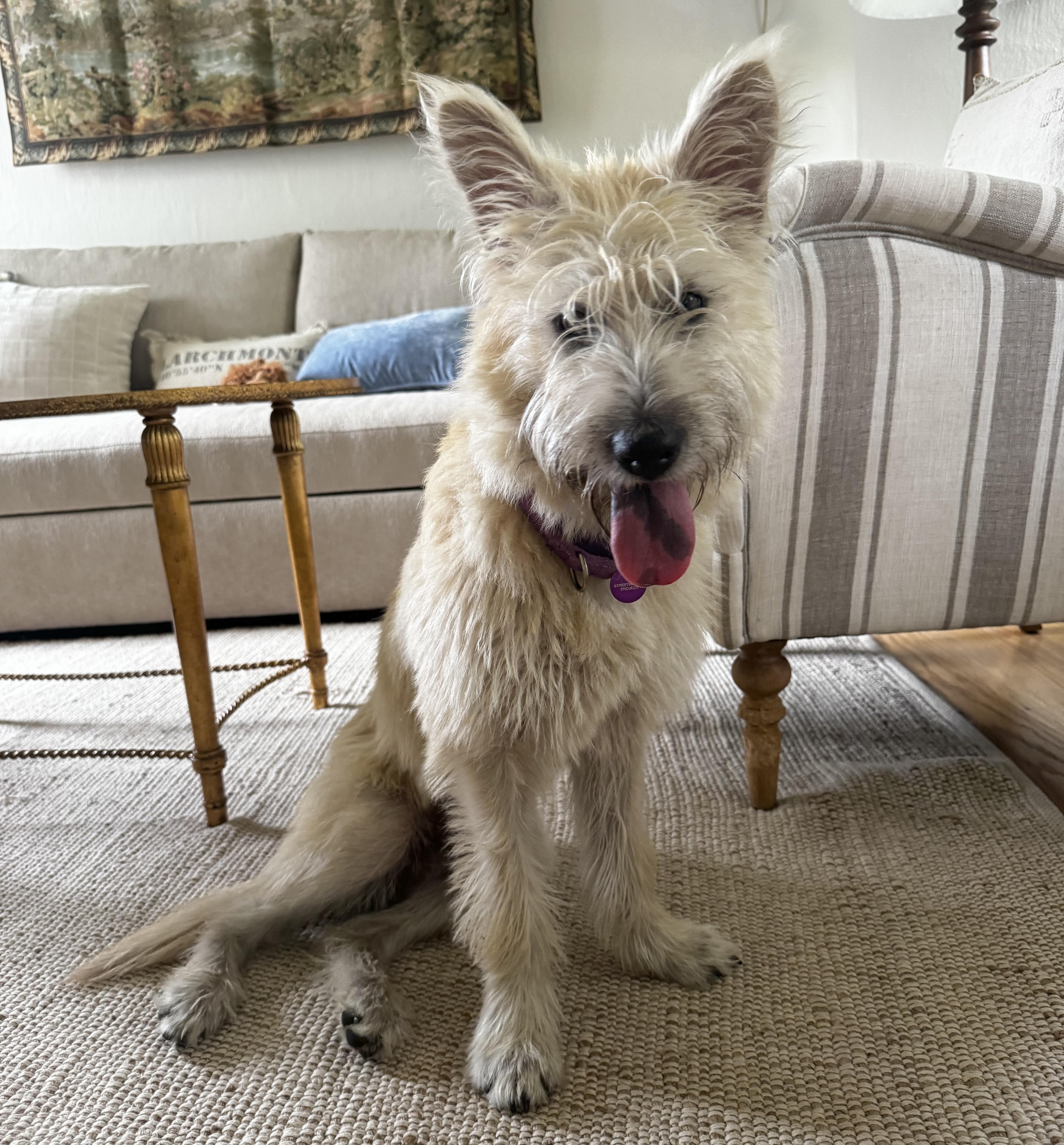 Enlarge Fergie, an adopted mixed breed in Brooklyn, NY image 2/5