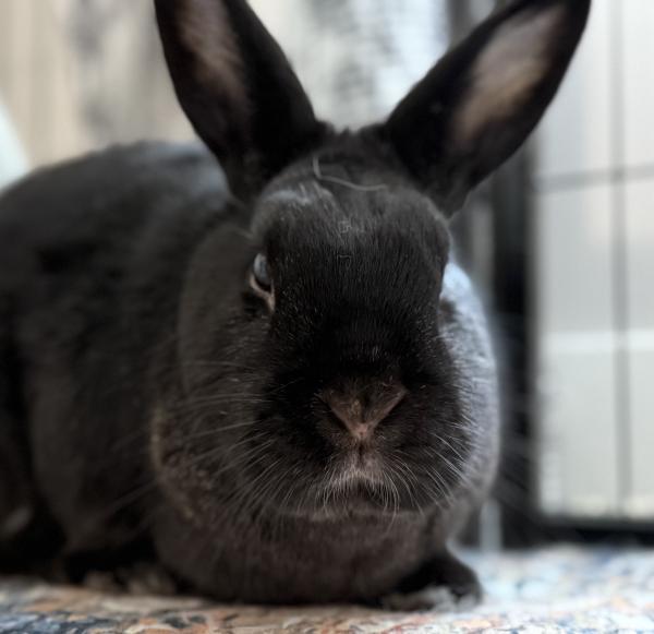 Enlarge Skitty Snape, a Adoptable Bunny Rabbit in Kalamazoo, MI image 2/6