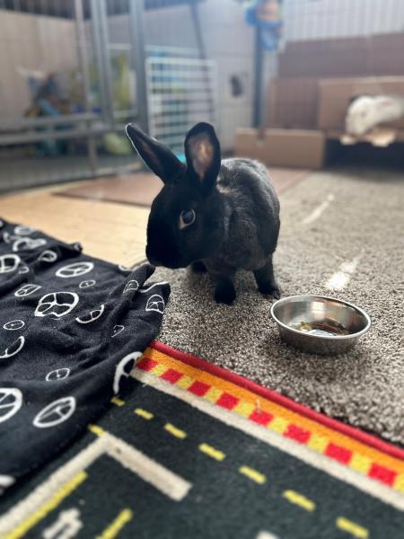 Enlarge Skitty Snape, a Adoptable Bunny Rabbit in Kalamazoo, MI image 3/6