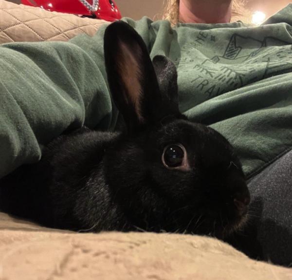 Enlarge Skitty Snape, a Adoptable Bunny Rabbit in Kalamazoo, MI image 4/6