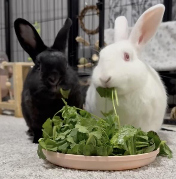 Enlarge Skitty Snape, a Adoptable Bunny Rabbit in Kalamazoo, MI image 5/6