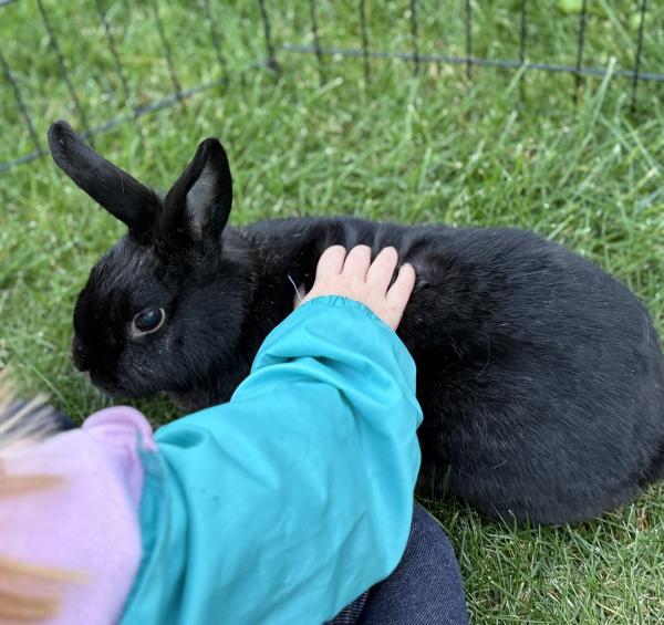 Enlarge Skitty Snape, a Adoptable Bunny Rabbit in Kalamazoo, MI image 6/6