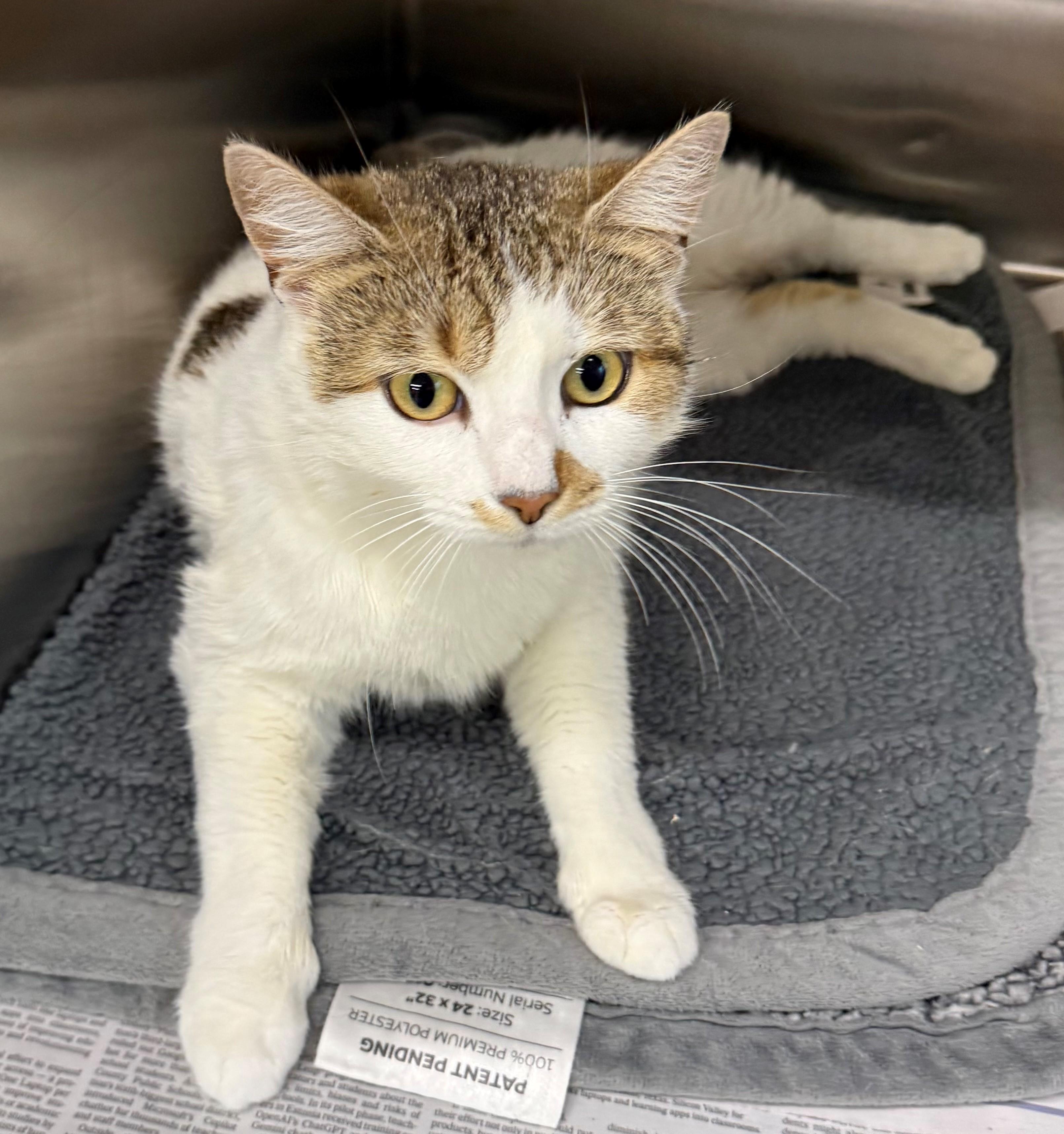 Rosebud, ADOPTABLE, Adult Female Domestic Short Hair.