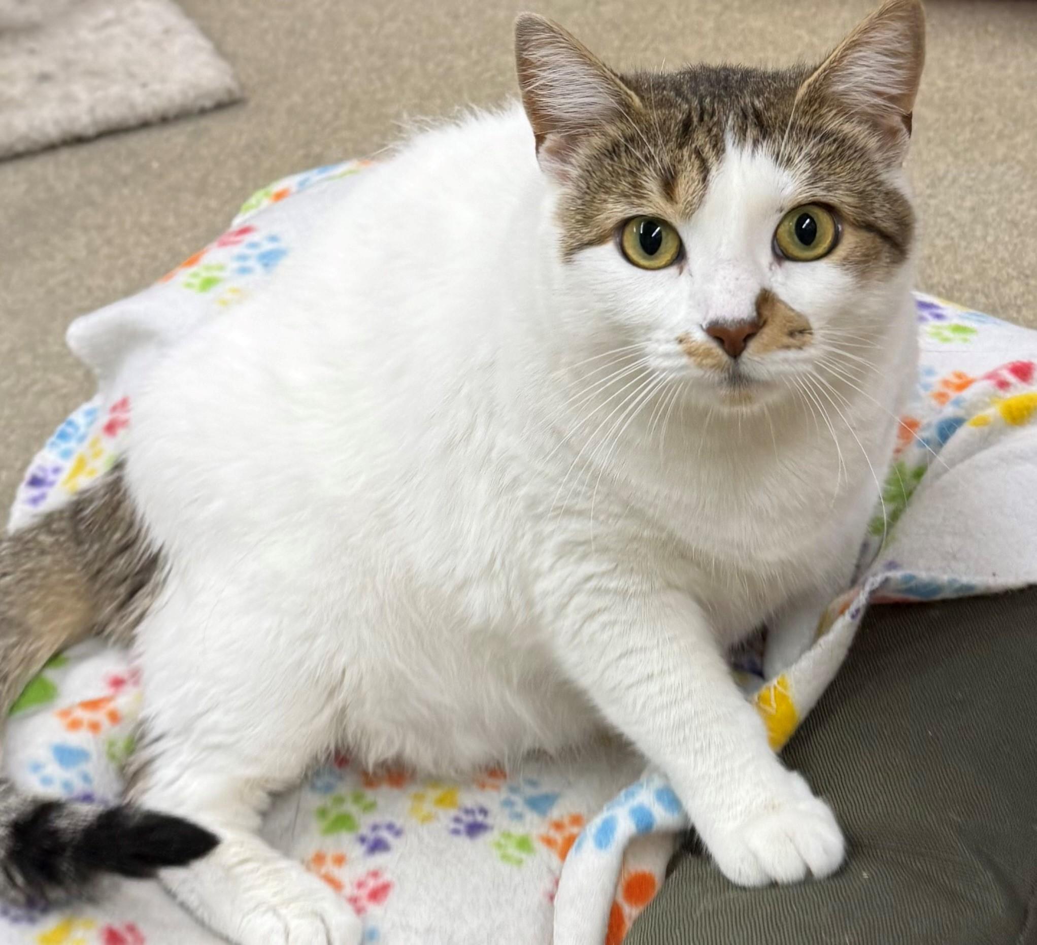 Rosebud, adoptable, Adult Female Domestic Short Hair.