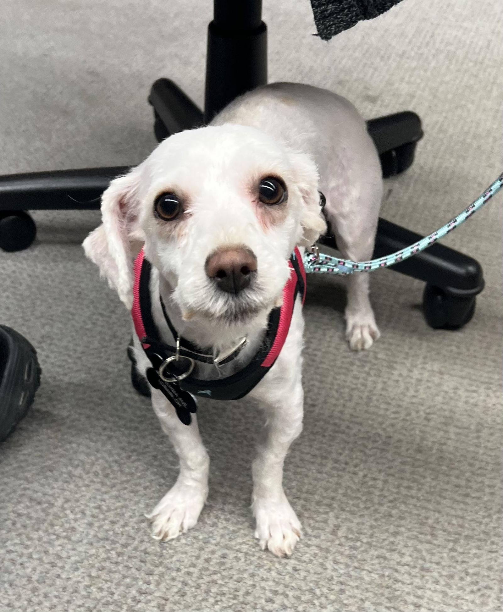 JOSIE, Adoptable, Adult Female Havanese.