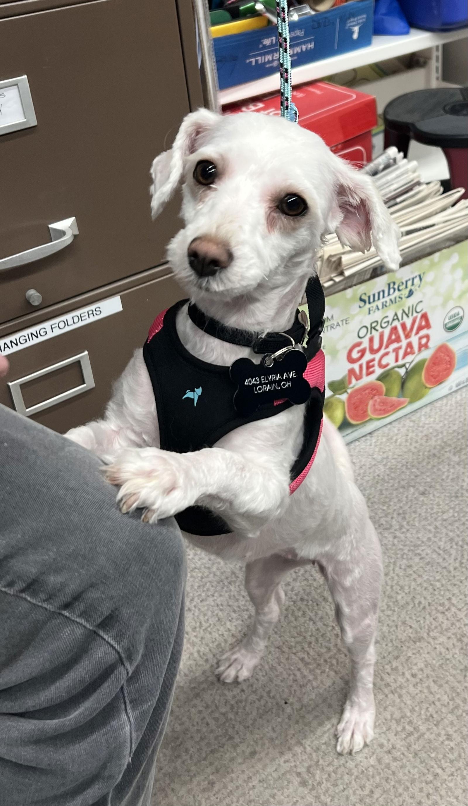 Enlarge JOSIE, a Adoptable Havanese in Amherst, OH image 2/3