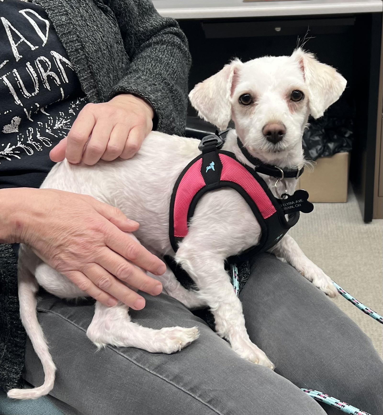 Enlarge JOSIE, a Adoptable Havanese in Amherst, OH image 3/3