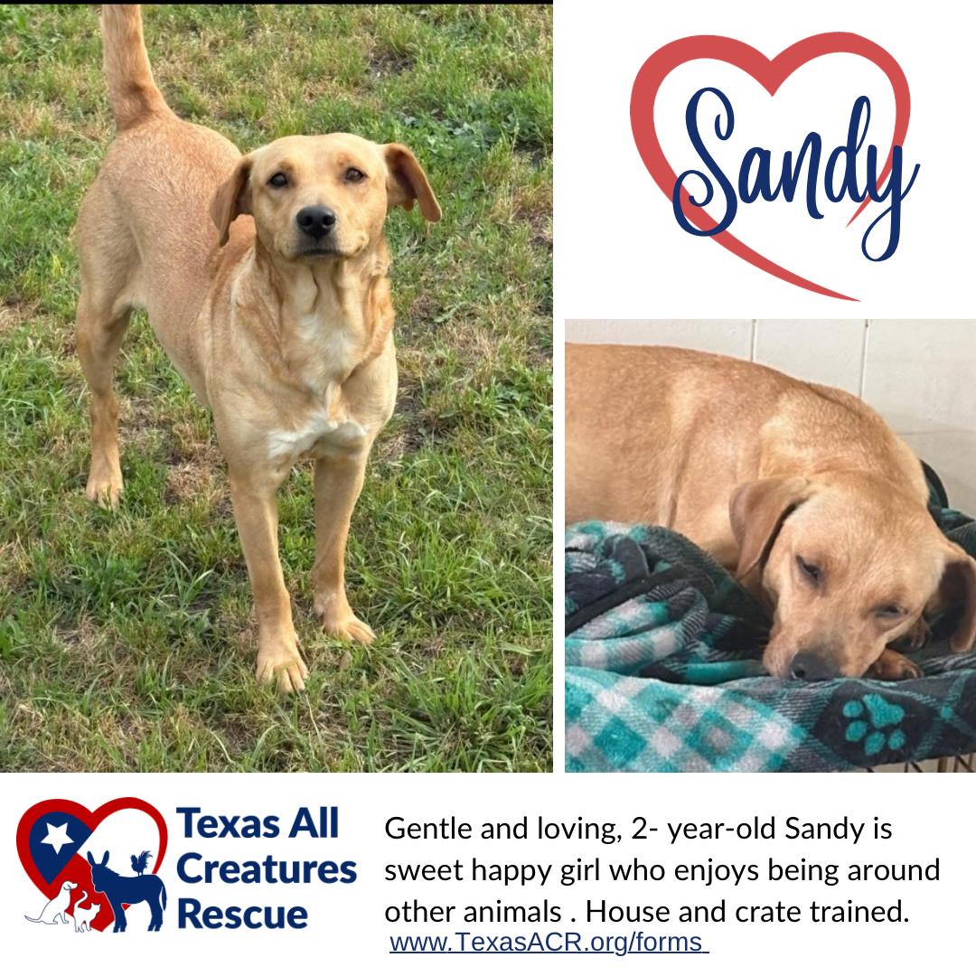 Sandy, Adoptable, Adult Female Dachshund.