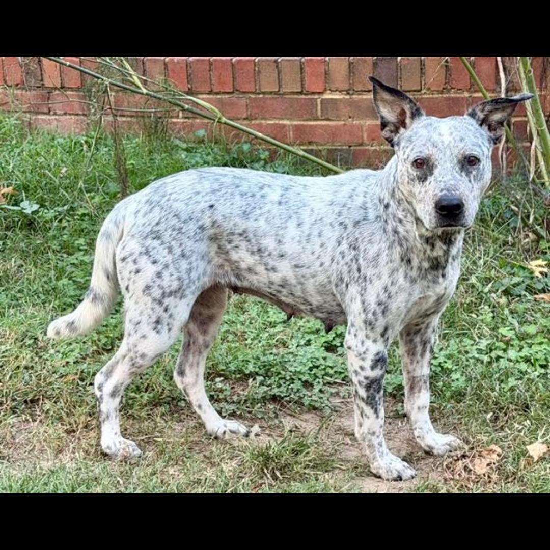Enlarge Broadway, a Adopted mixed breed in Midlothian, VA image 2/5
