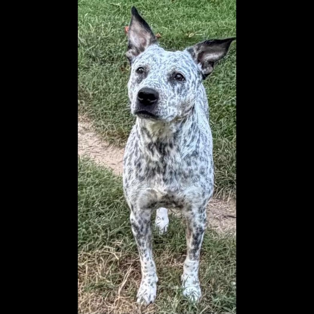 Broadway, Adopted, Adult Female Australian Cattle Dog / Blue Heeler.