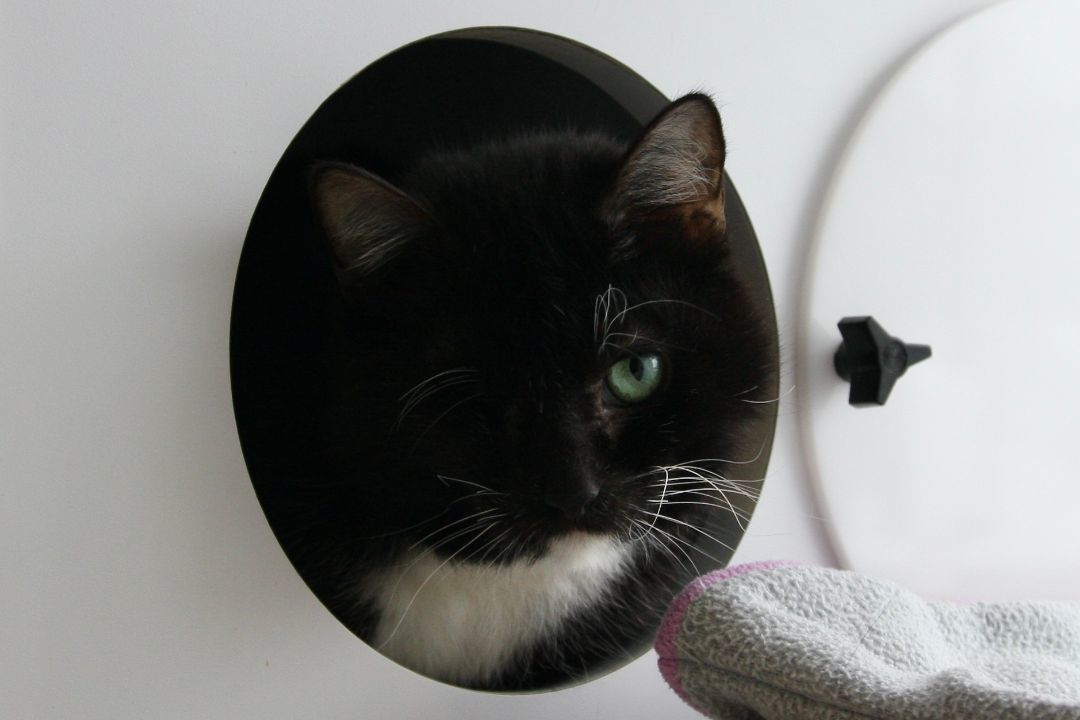 Ocie, Adopted, Adult Female Domestic Short Hair.