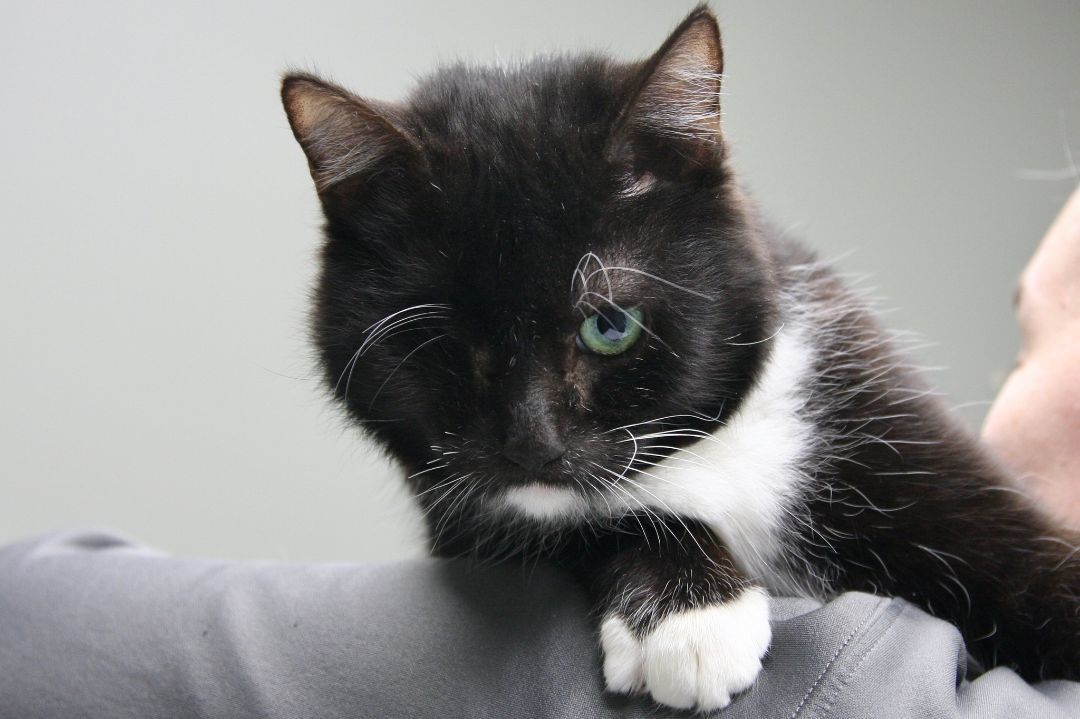 Enlarge Ocie, a Adopted Domestic Short Hair in Jackson, MI image 2/2