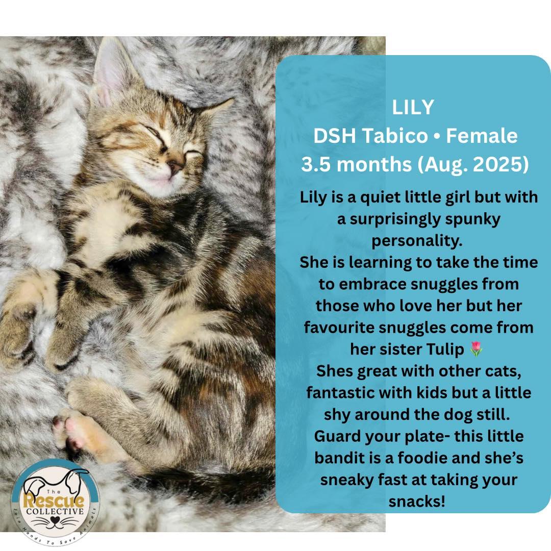 Lily