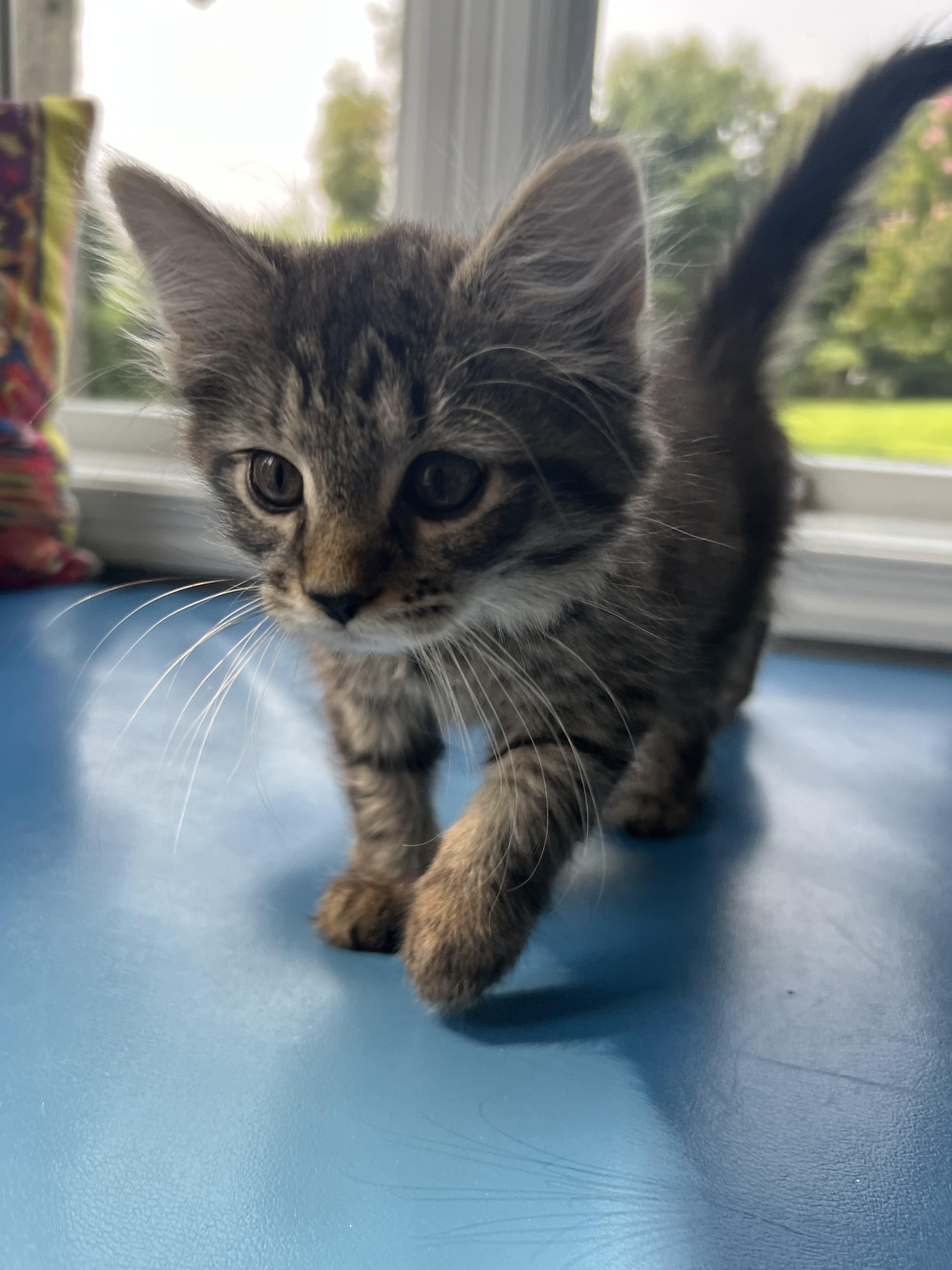 Tiny, adopted, Young Male Domestic Long Hair.