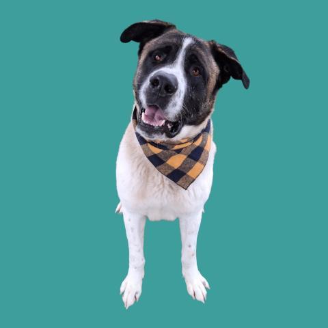 Copernicus  Urgent! Longtime