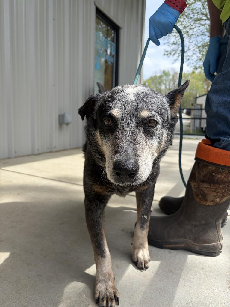 Dooley, Adoptable, Senior Male Mixed Breed.