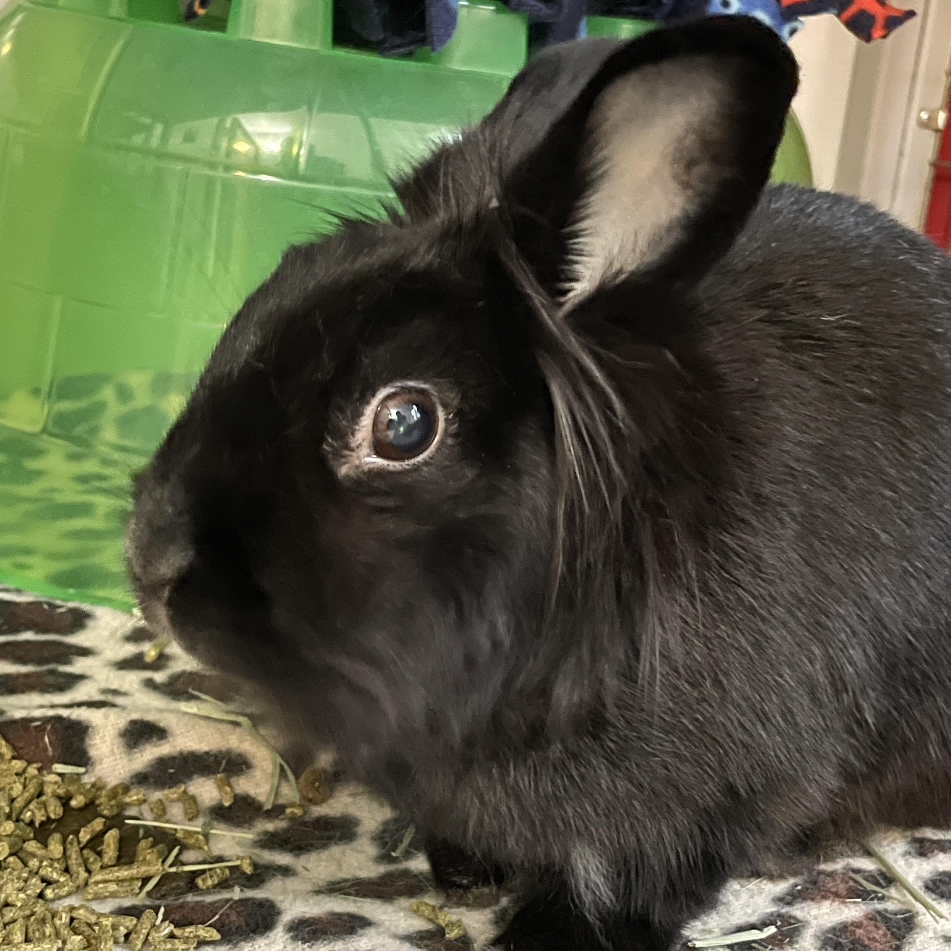 Enlarge Ruffles, a Adoptable Lionhead in Chicago, IL image 2/2