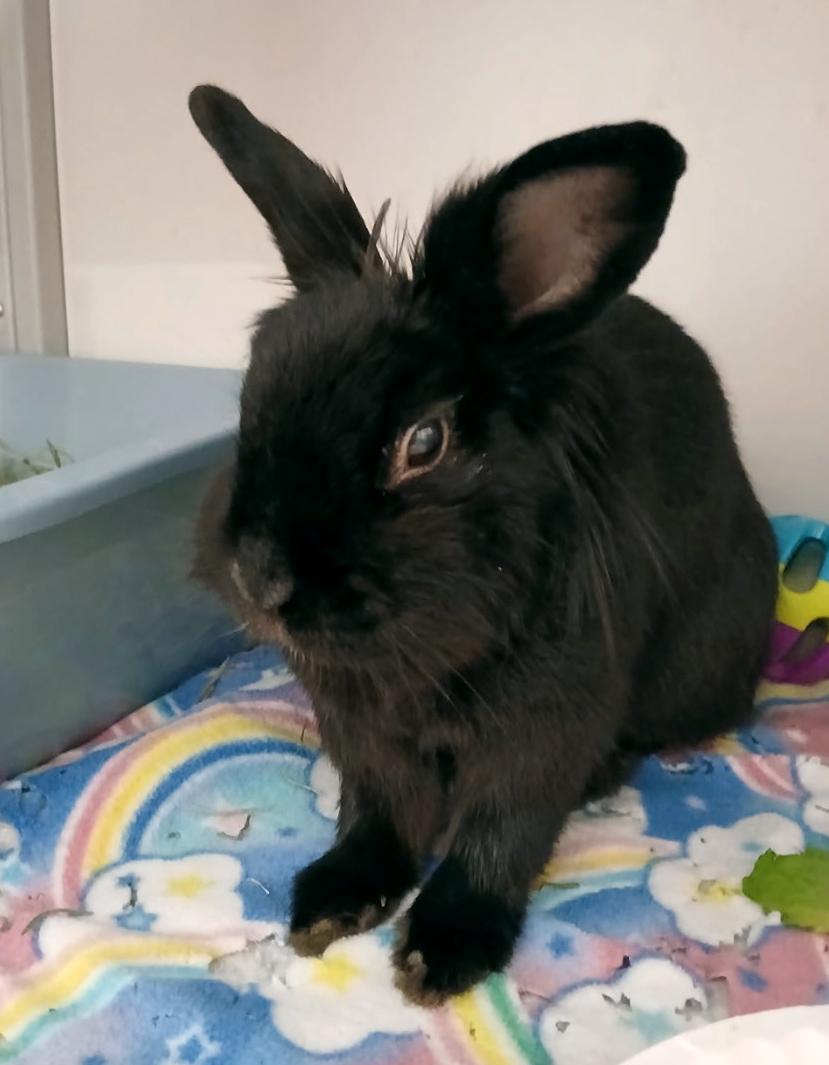 Ruffles, Adoptable, Adult Female Lionhead.
