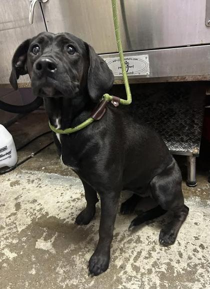 Zee, Adoptable, Adult Female Labrador Retriever & Mixed Breed.