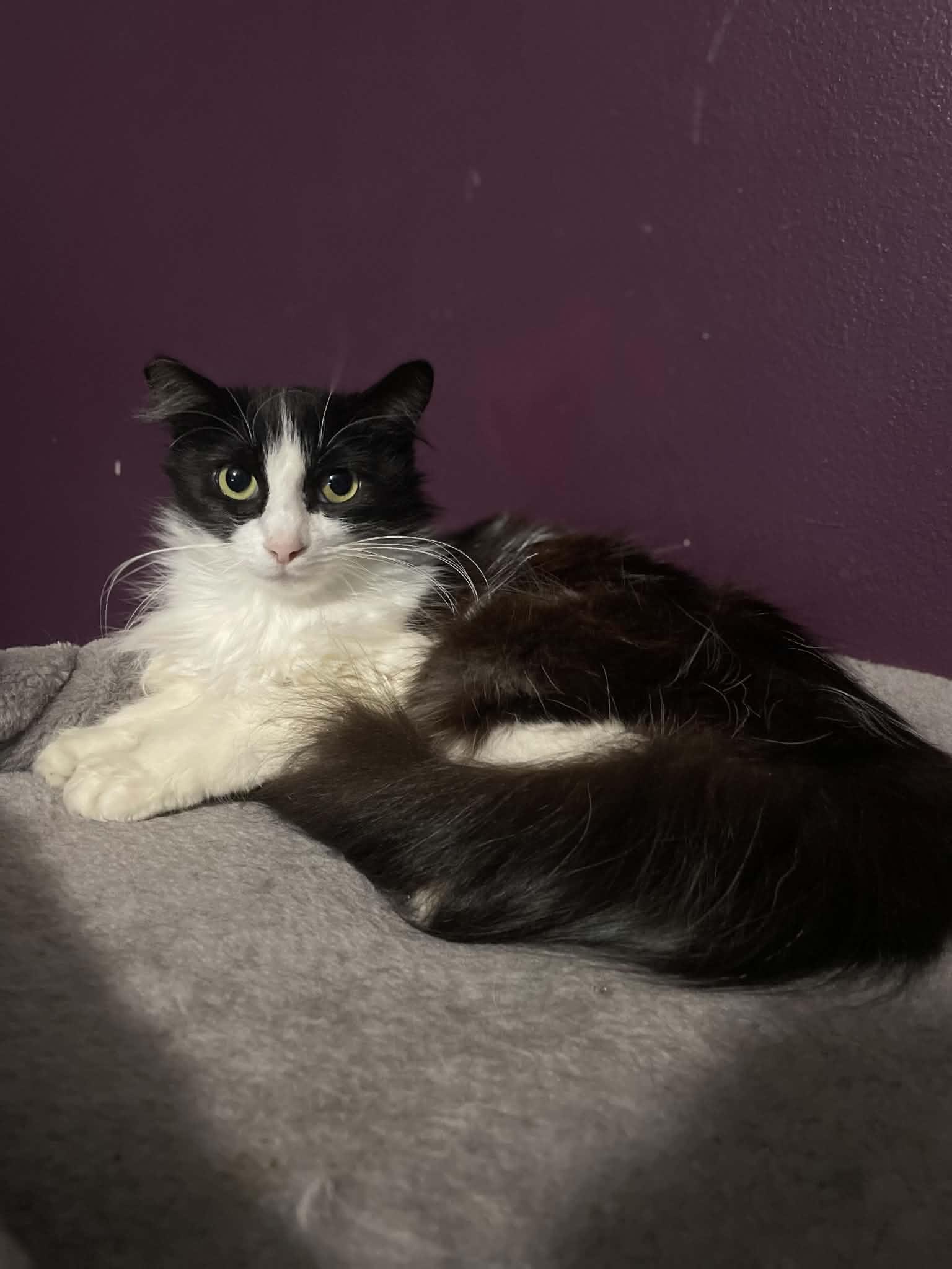 Precious, adopted, Young Female Domestic Long Hair.
