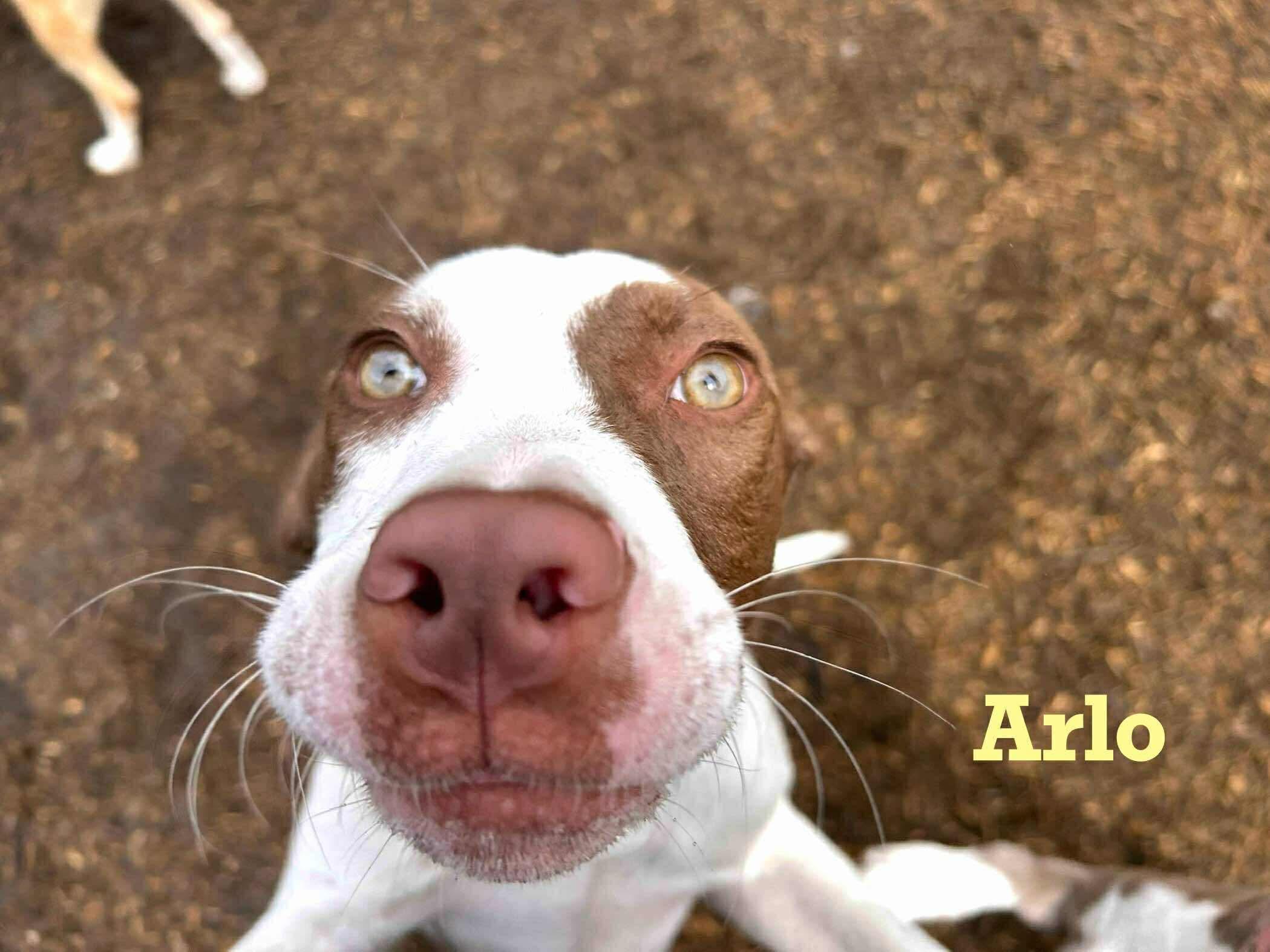 Arlo