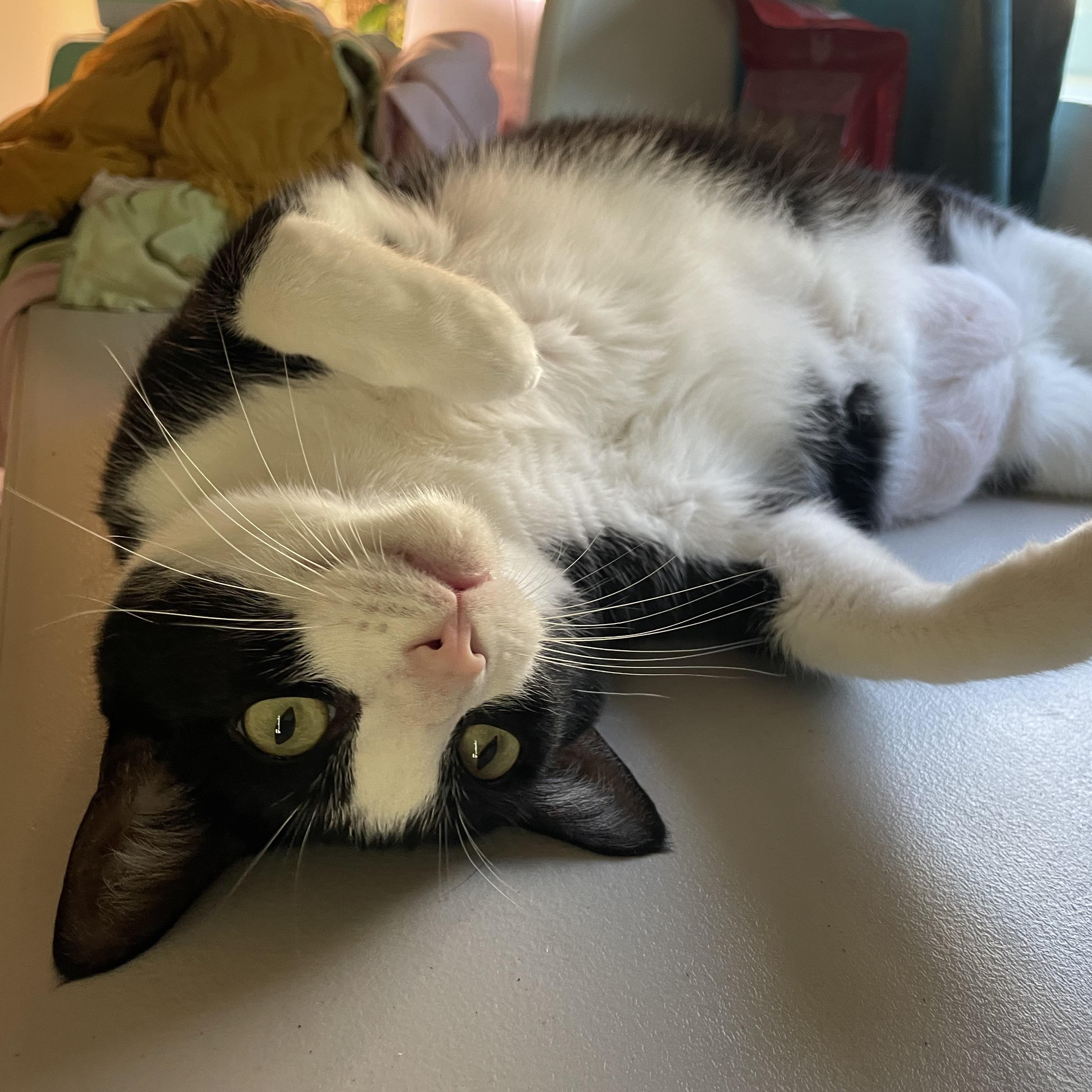 Enlarge Dash, a ADOPTABLE Tuxedo in Sacramento, CA image 2/6